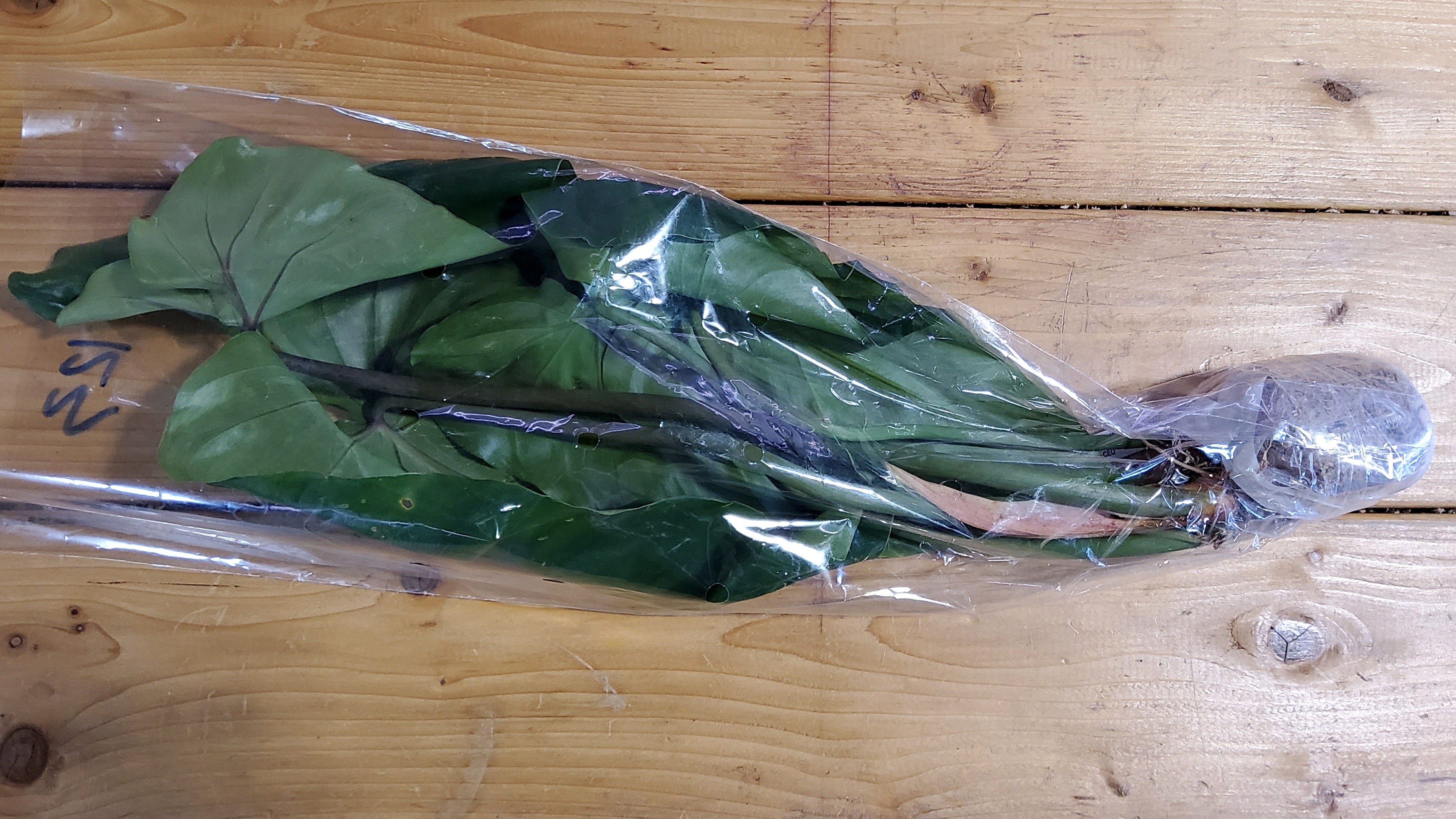 Philodendron Green Wonder