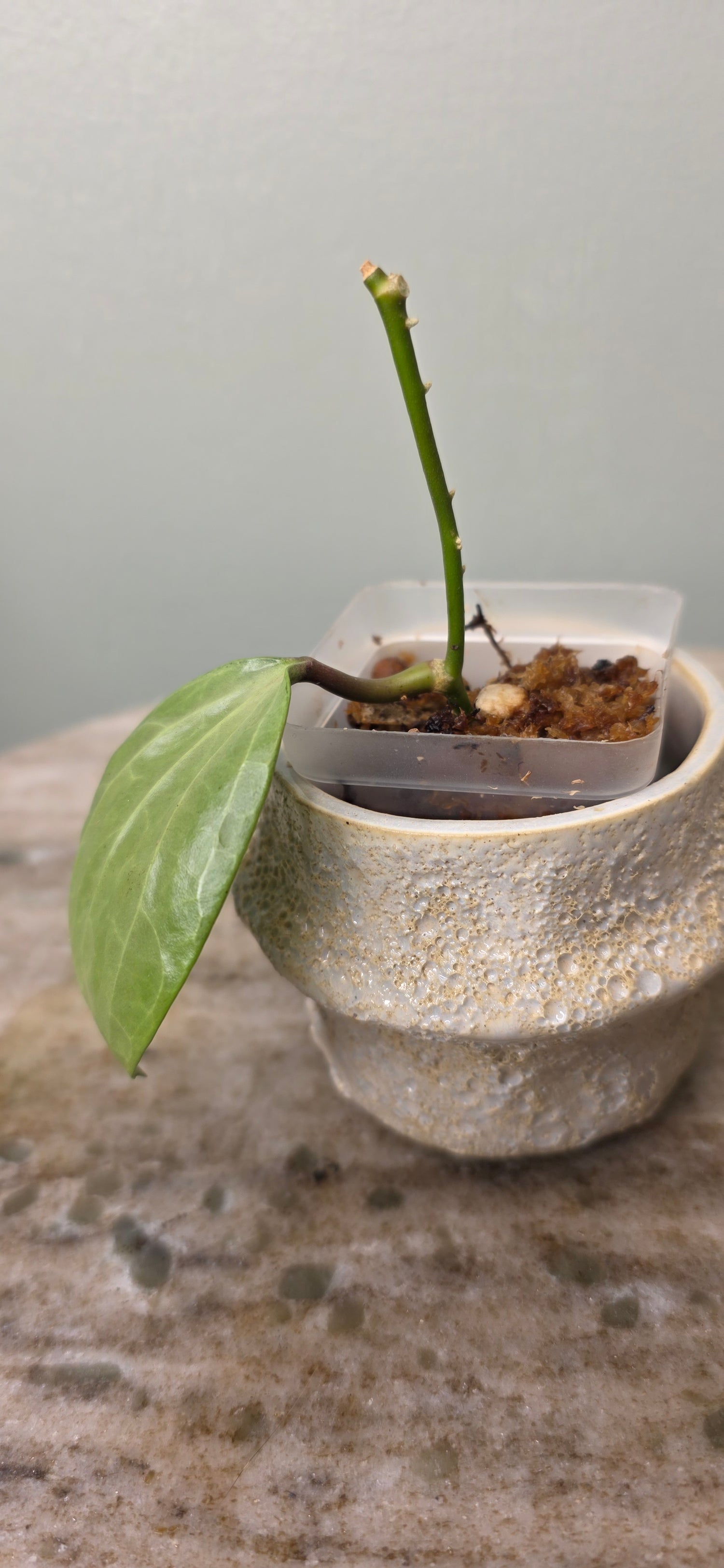 Hoya Latifolia Silver B