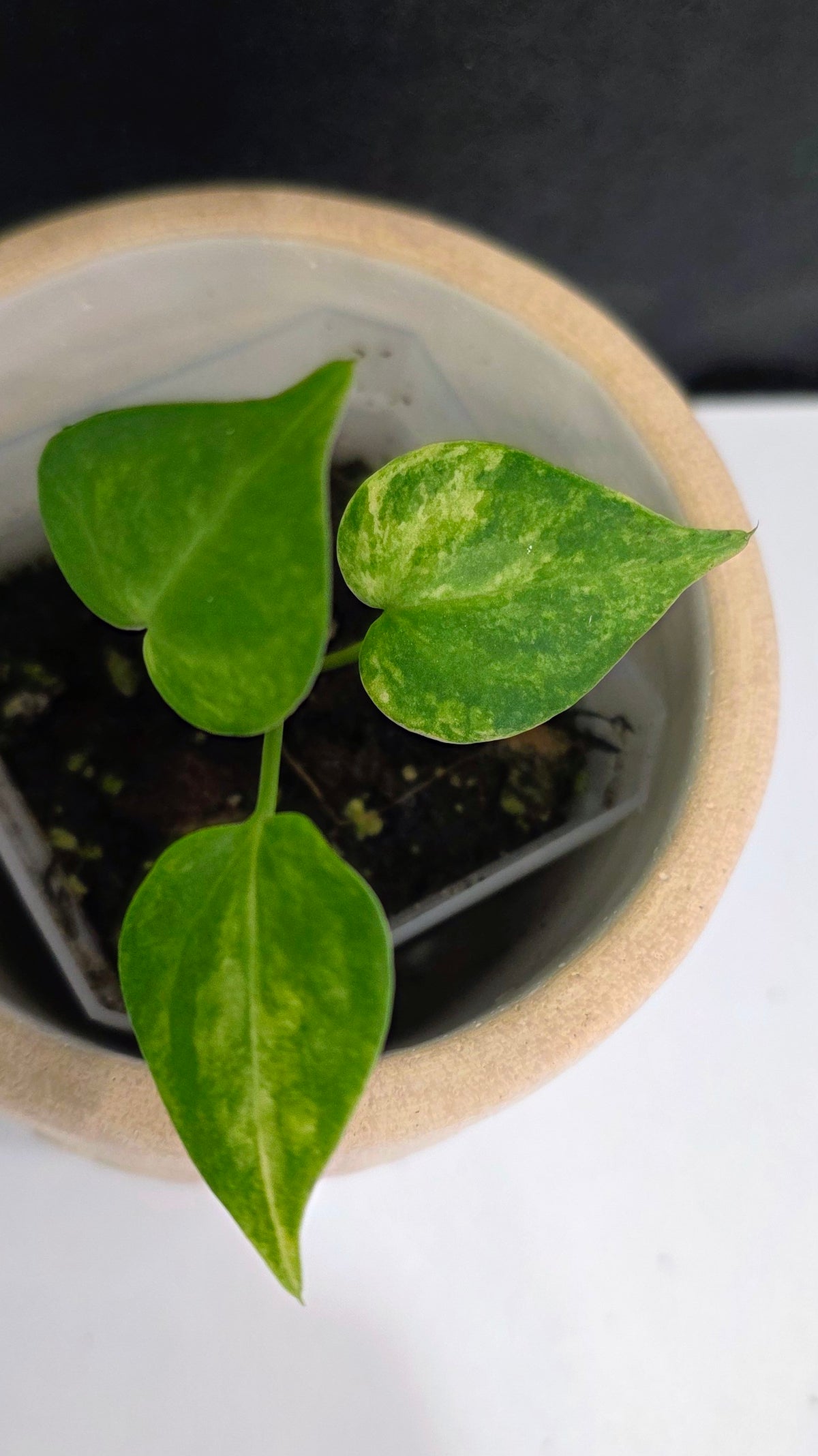 Anthurium Clarinervium Variegated E