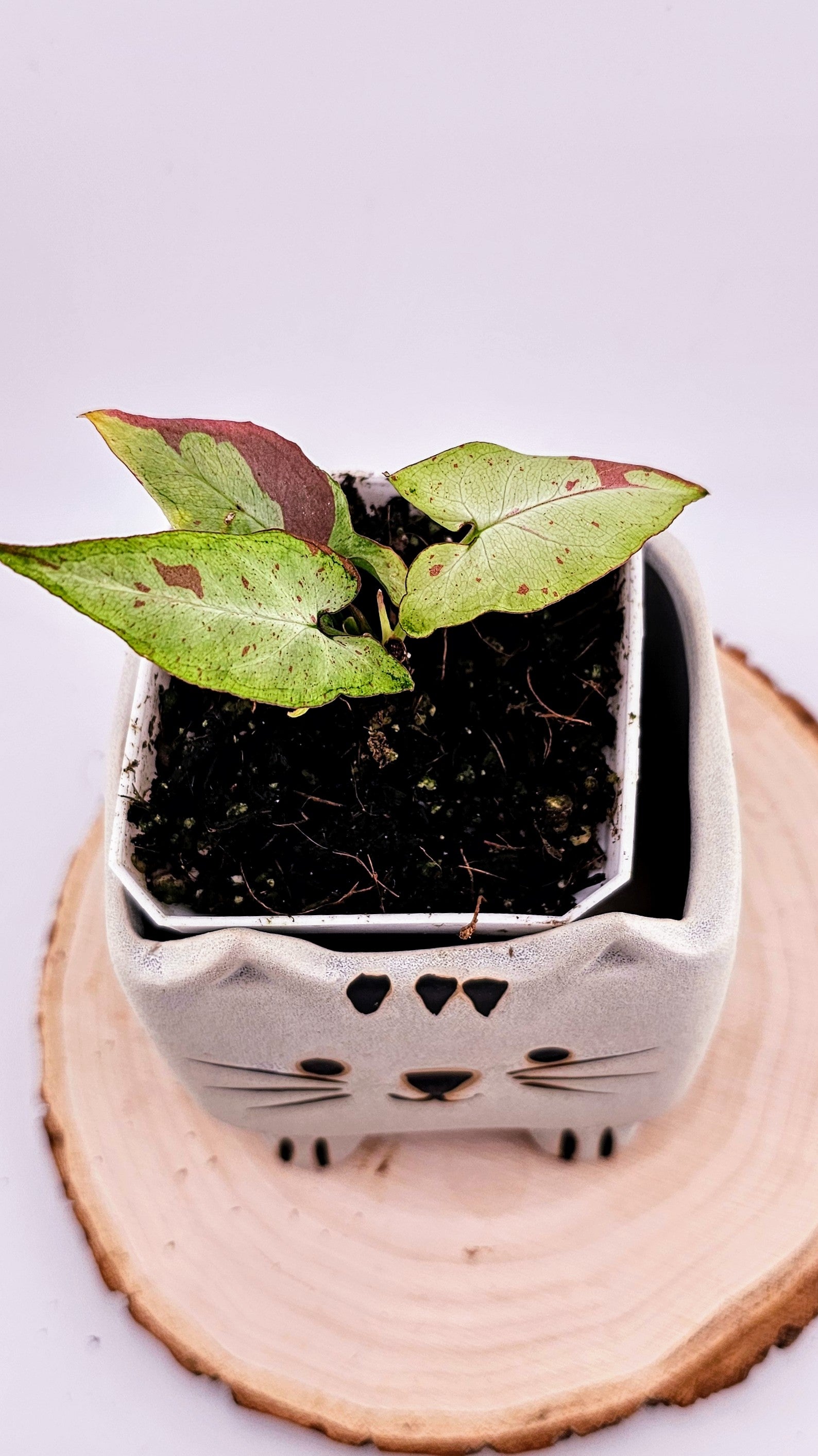 Syngonium orm nagpum pink salmon (F)