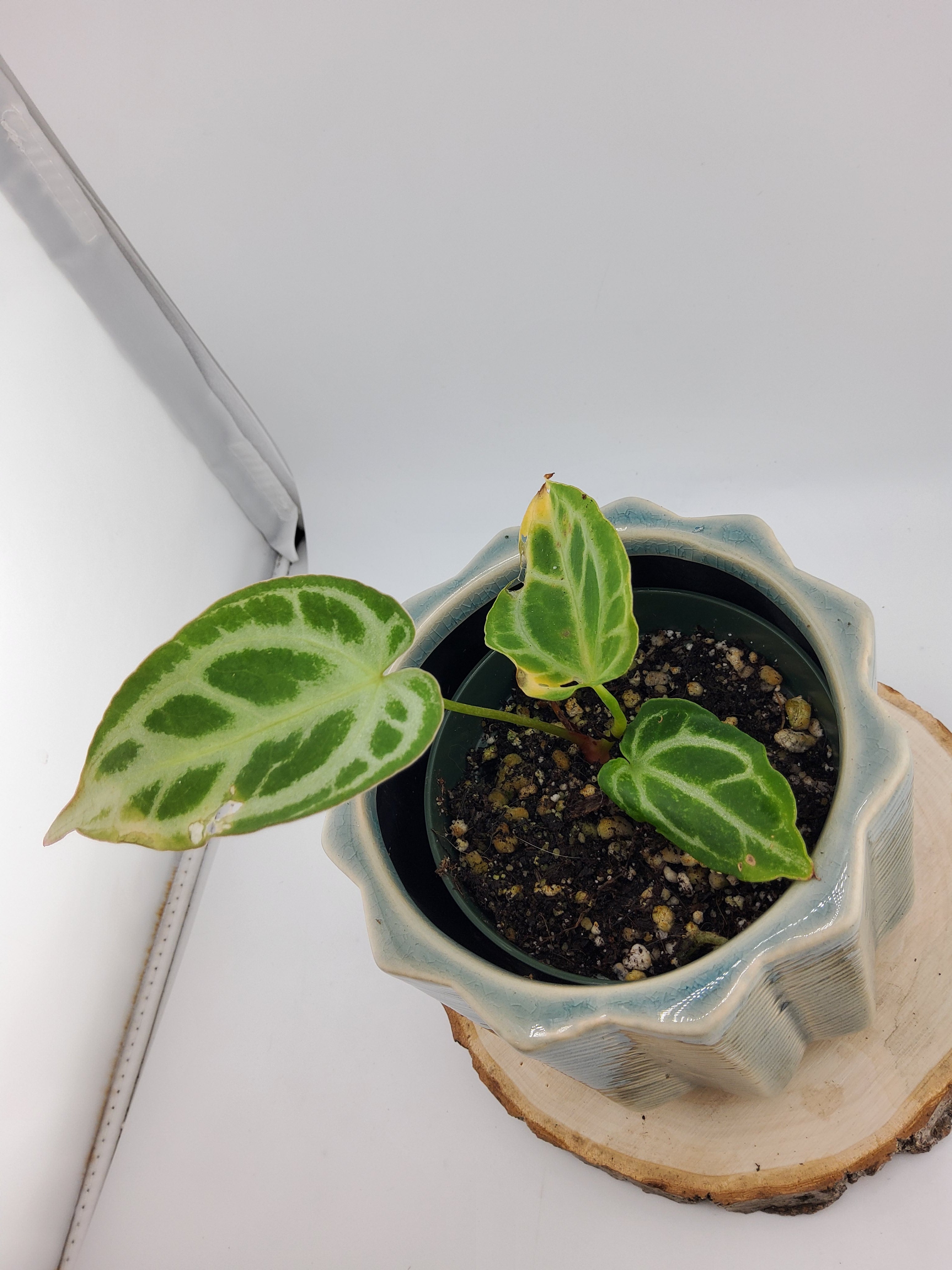 Anthurium Crystal Hope (WA50)