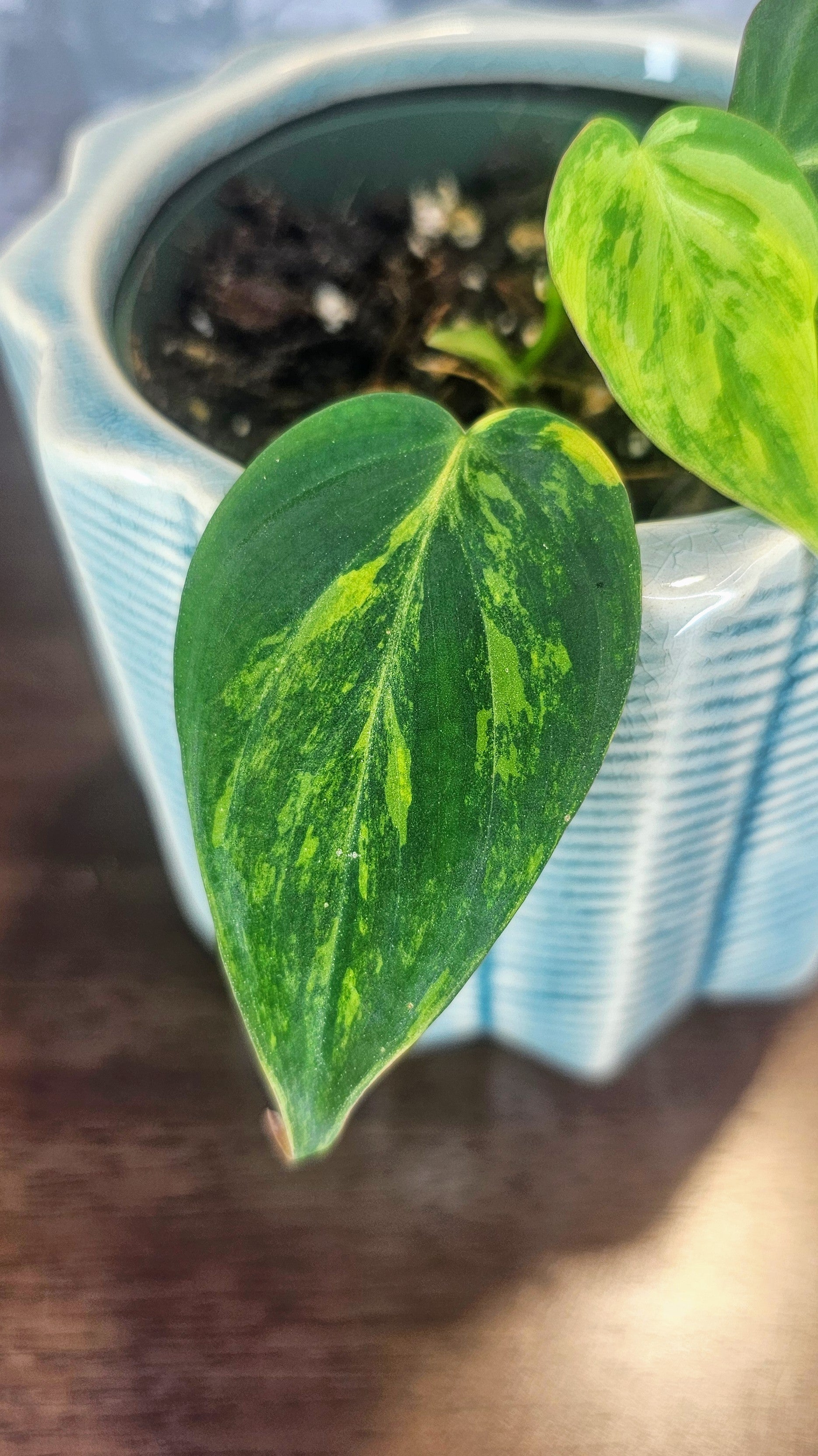 Philodendron Micans Variegated (PH01)