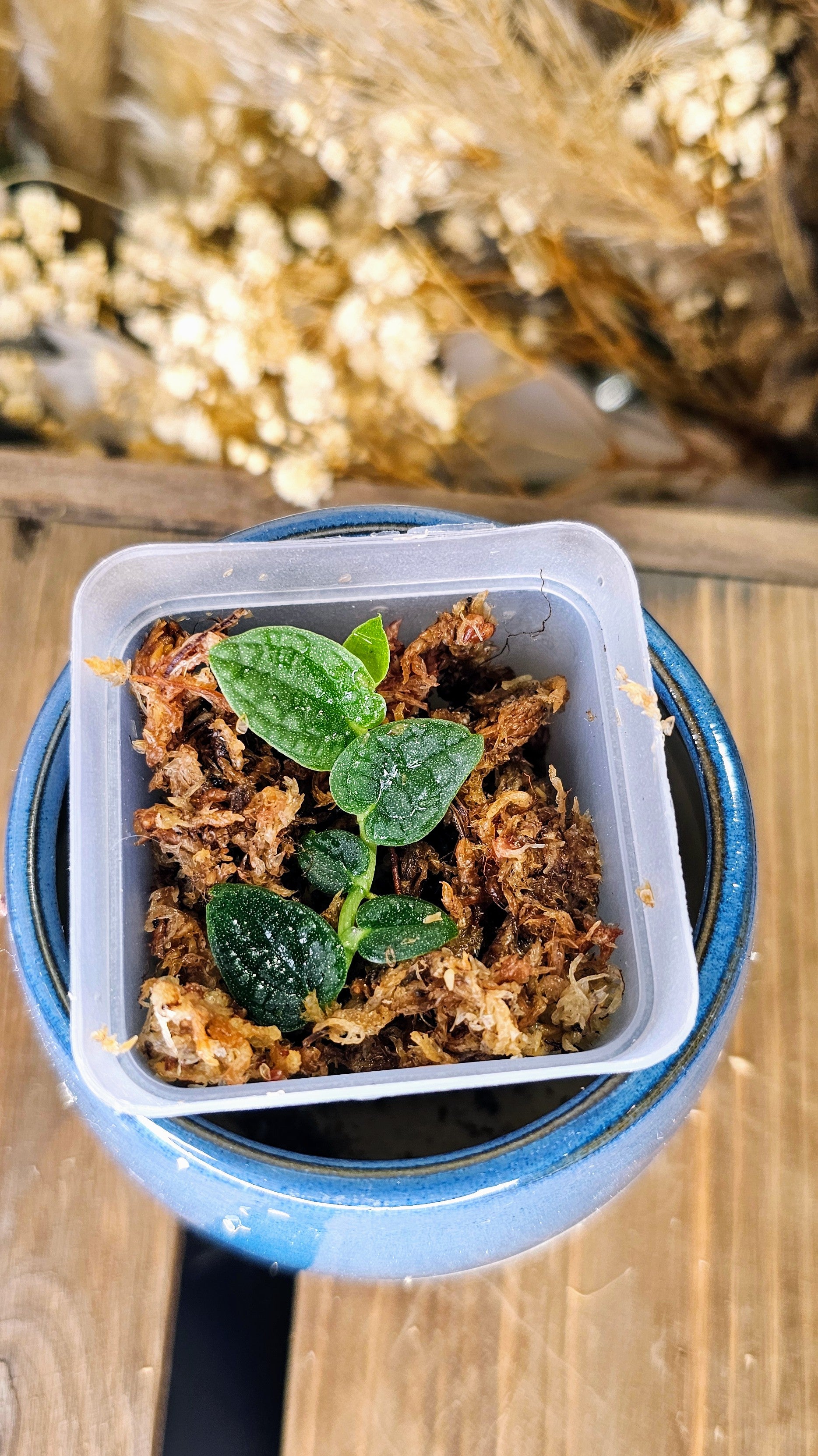 Rhaphidophora tenuis silver