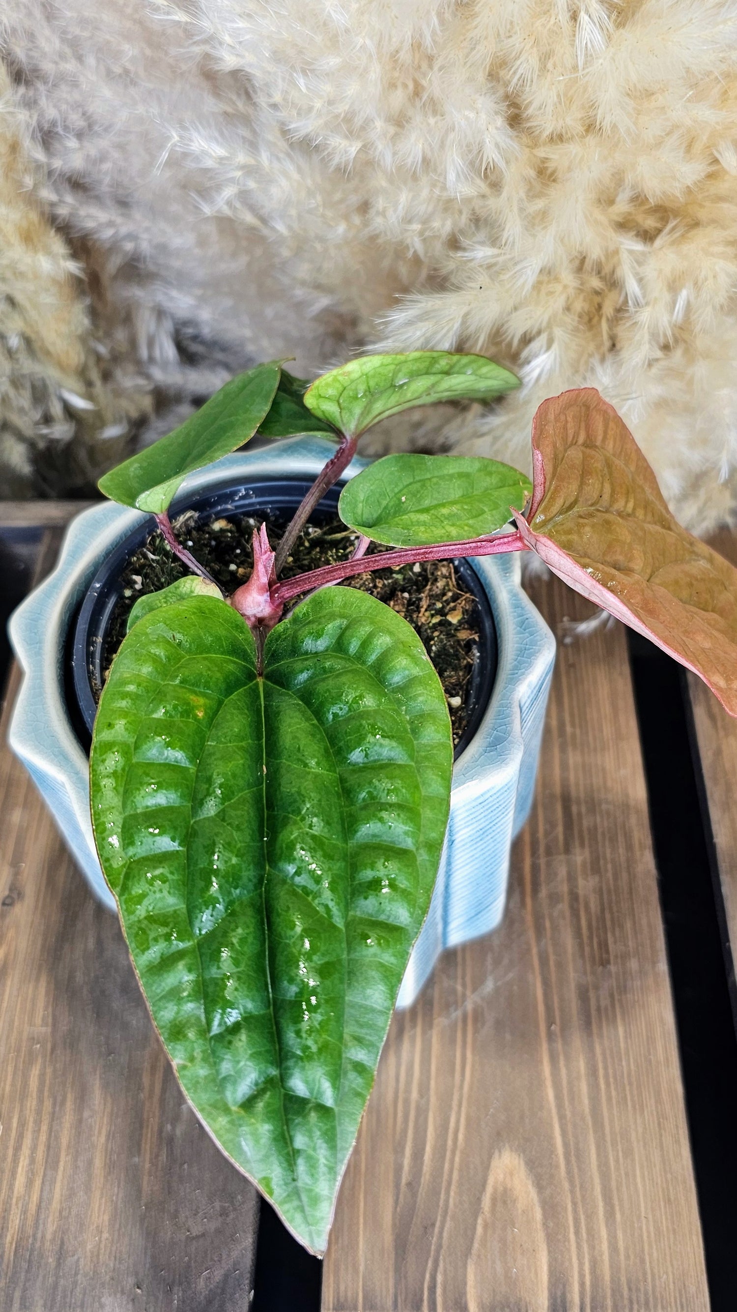 Anthurium Radicans x Luxurians