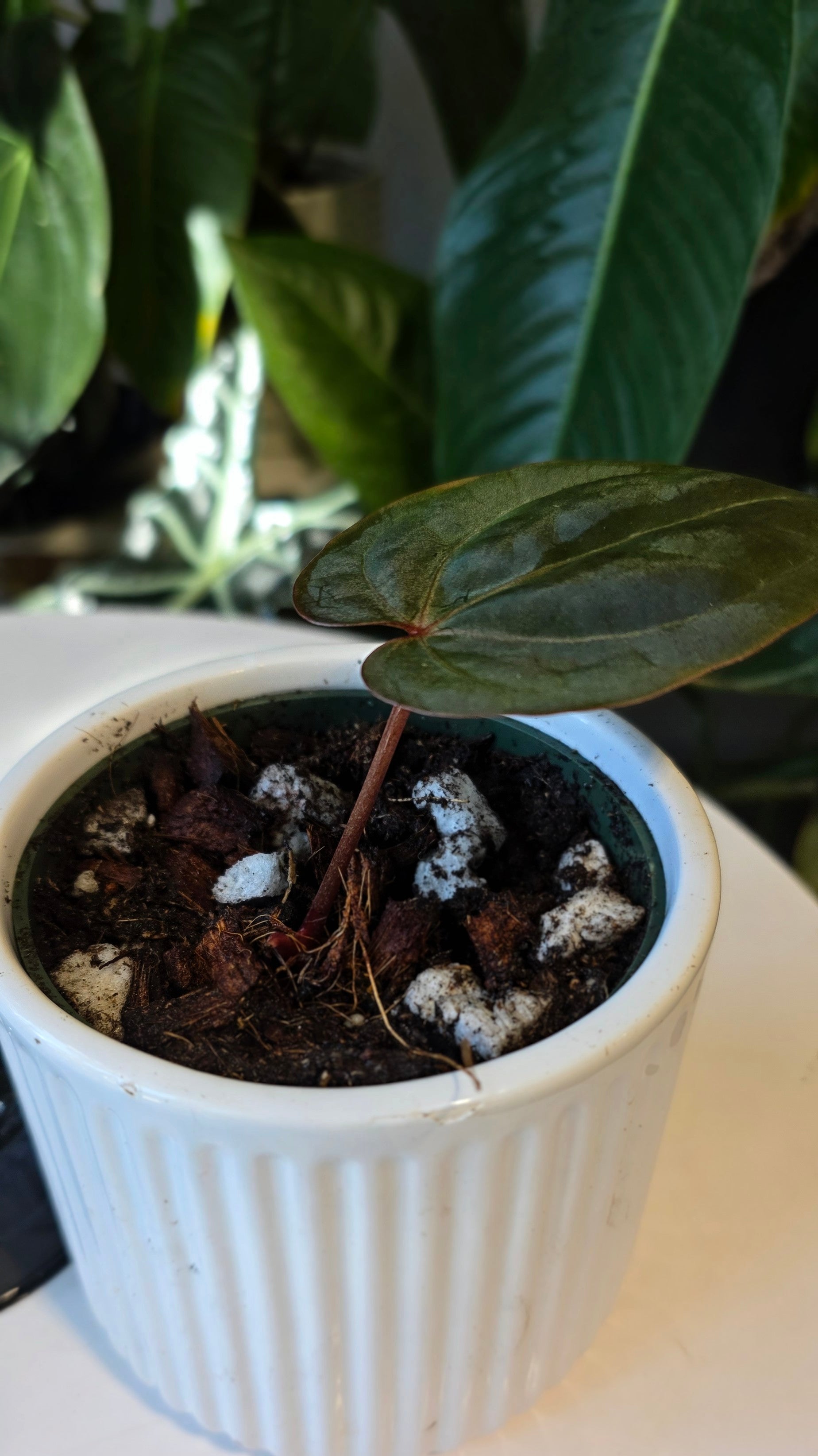 Anthurium Red Crystallinum X Dressleri (A)