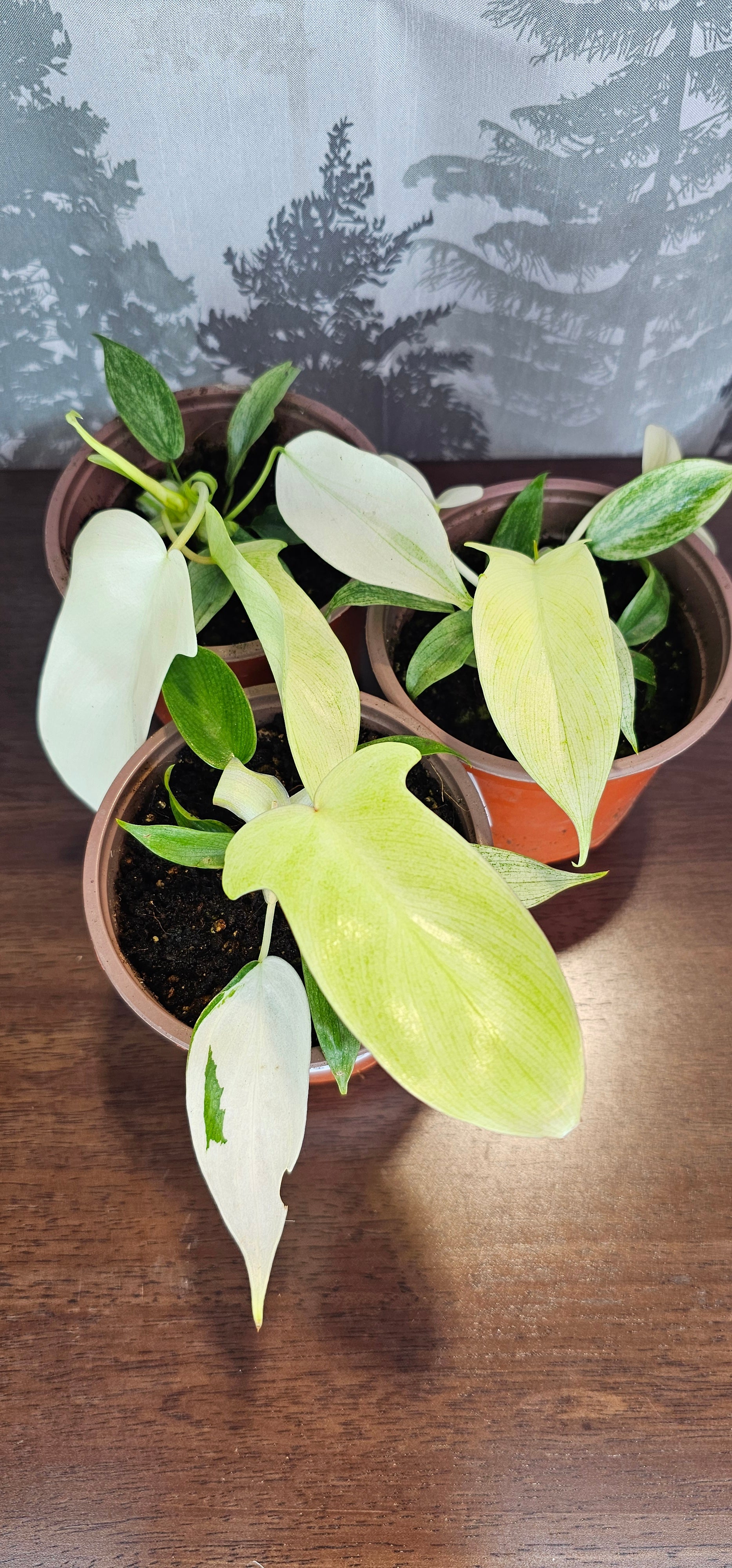Philodendron Florida Ghost 4"