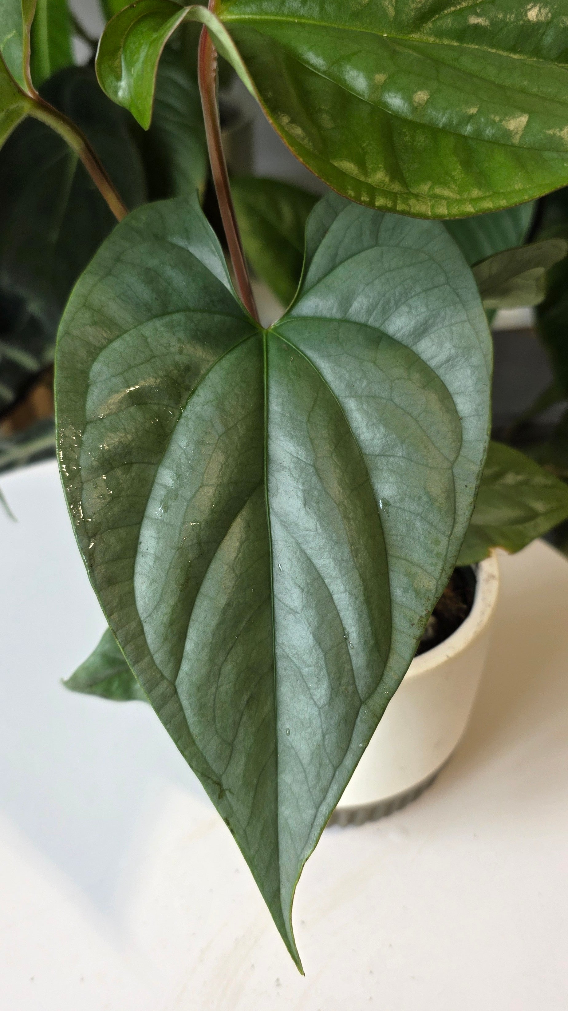 Anthurium sp. Silver Peru (E)