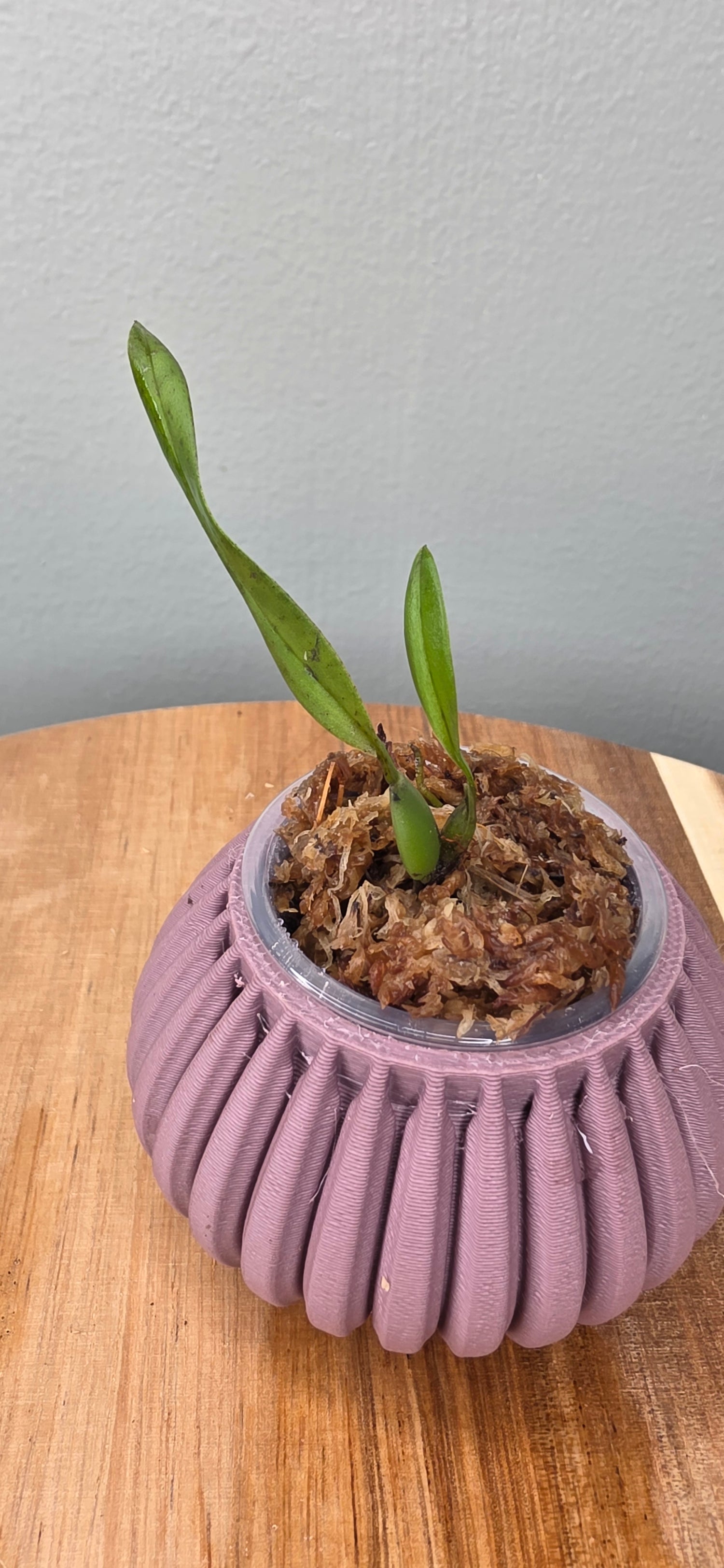 Tricophilia tortilis seedling