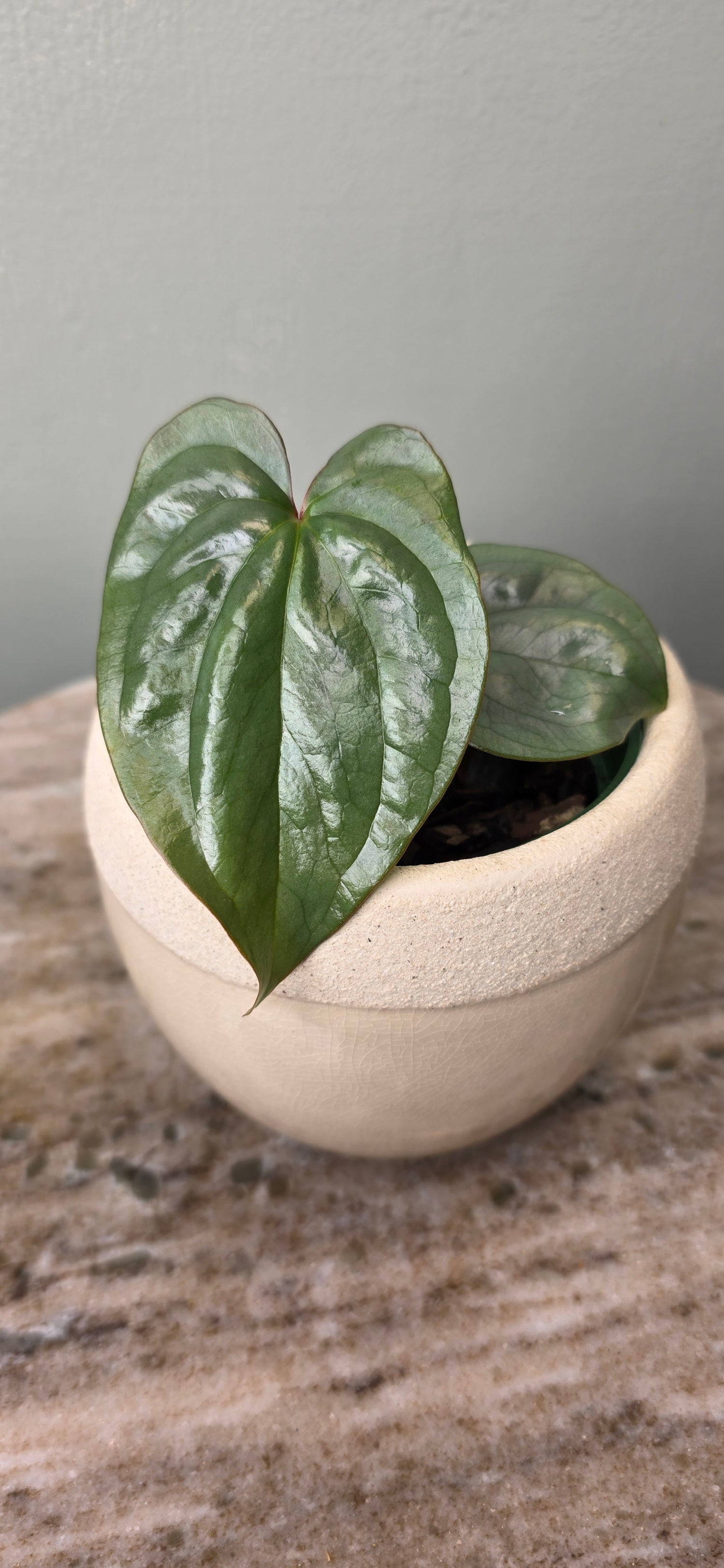 Anthurium sp Silver Peru B