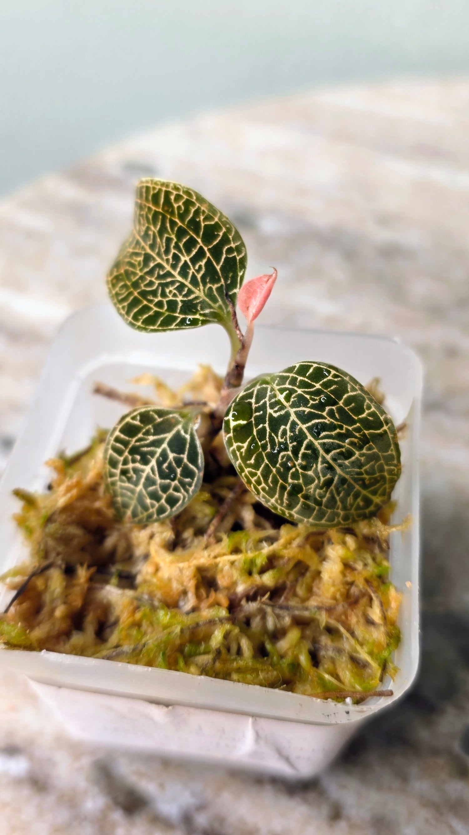 Anoectochilus Emerald Gold Hybrid