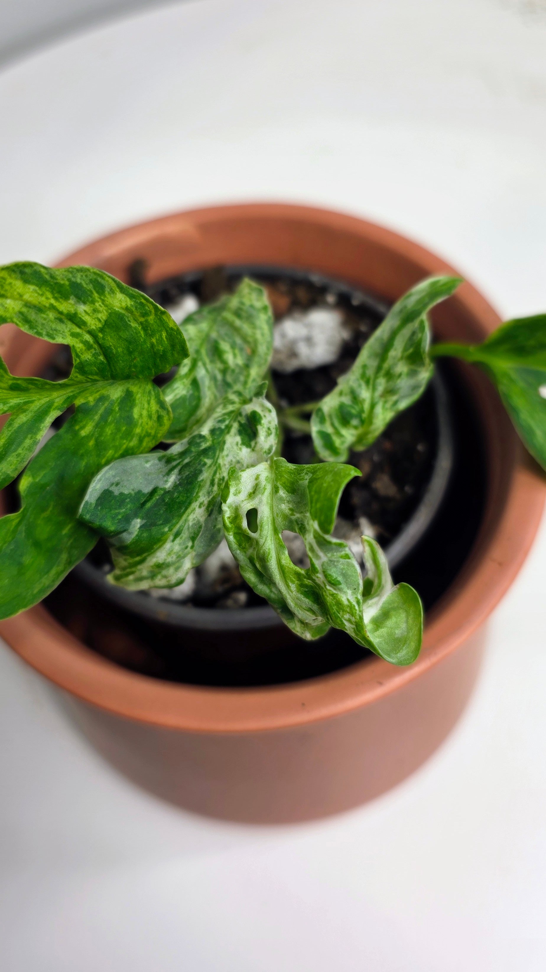 Monstera Adansonii Frozen Freckles C