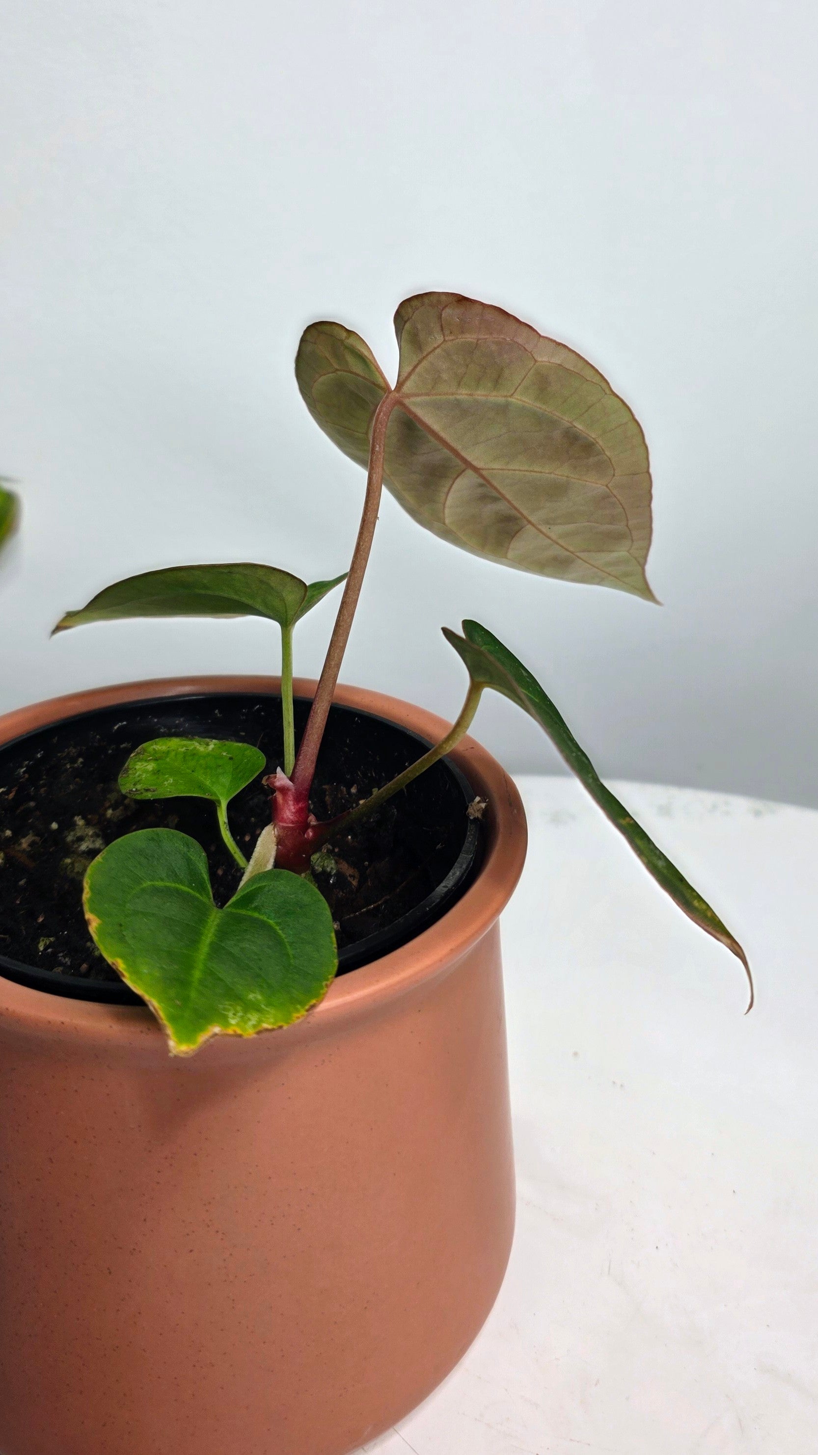 Anthurium Besseae aff x Crystallinum