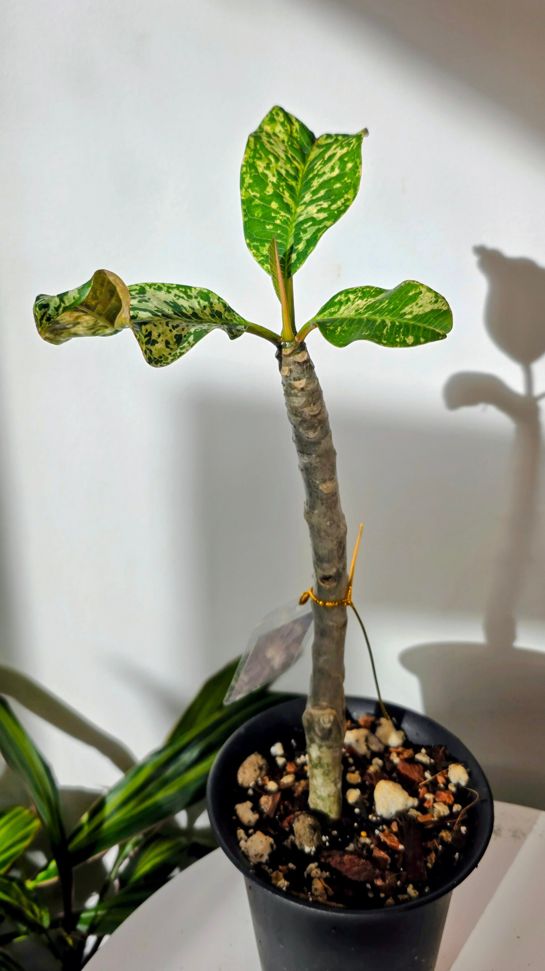 Plumeria Variegated B
