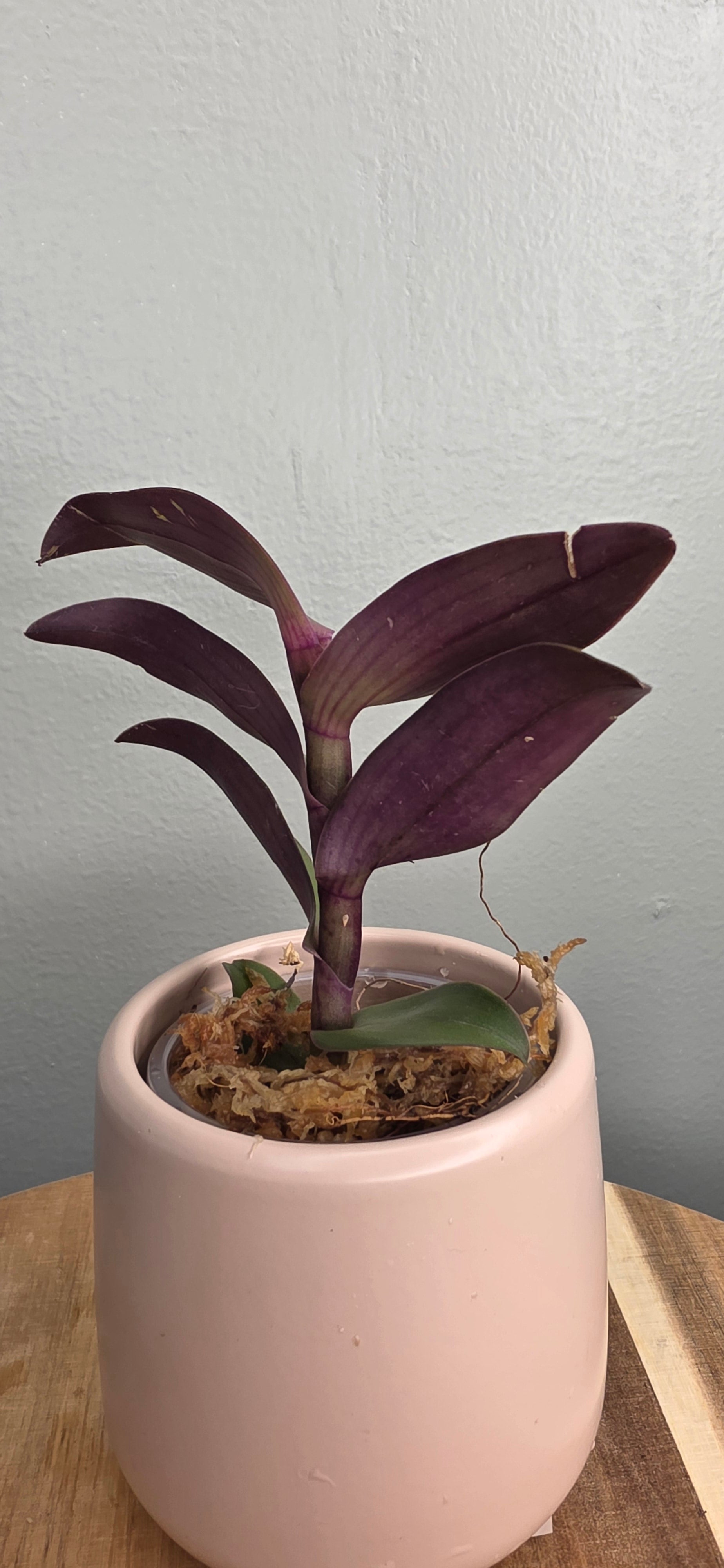 Epidendrum cotacachi