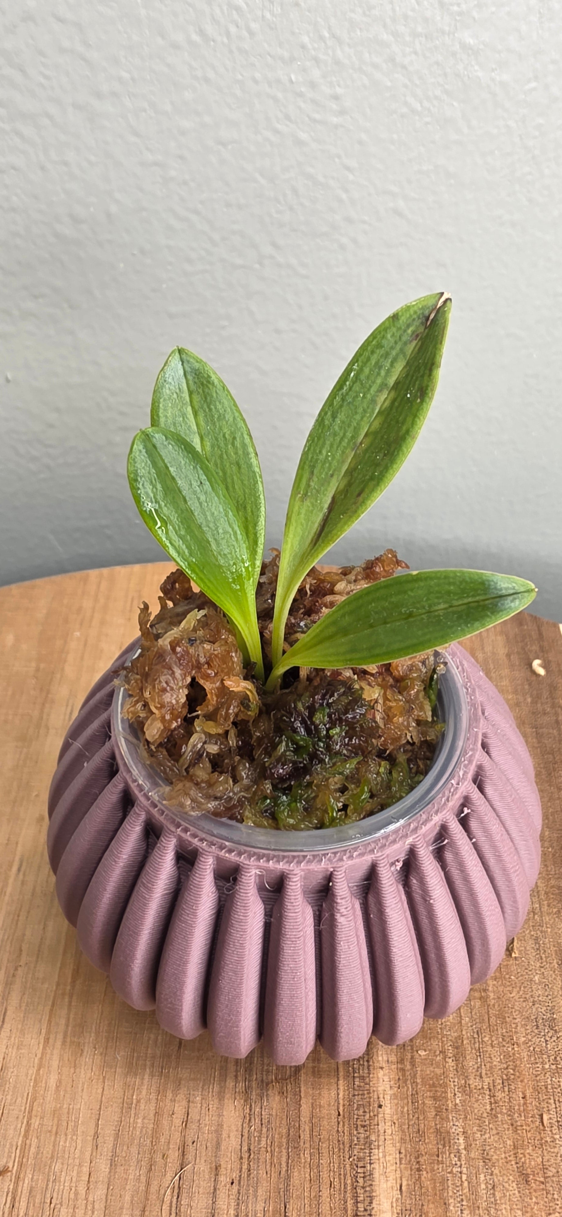 Porroglossum portillae