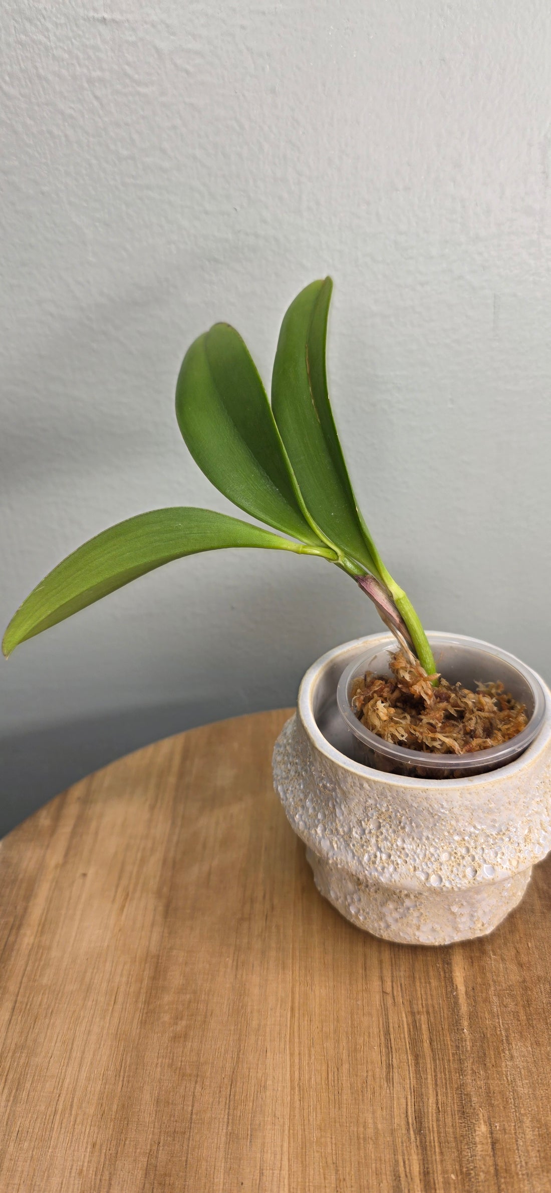 Cattleya jungle eyes