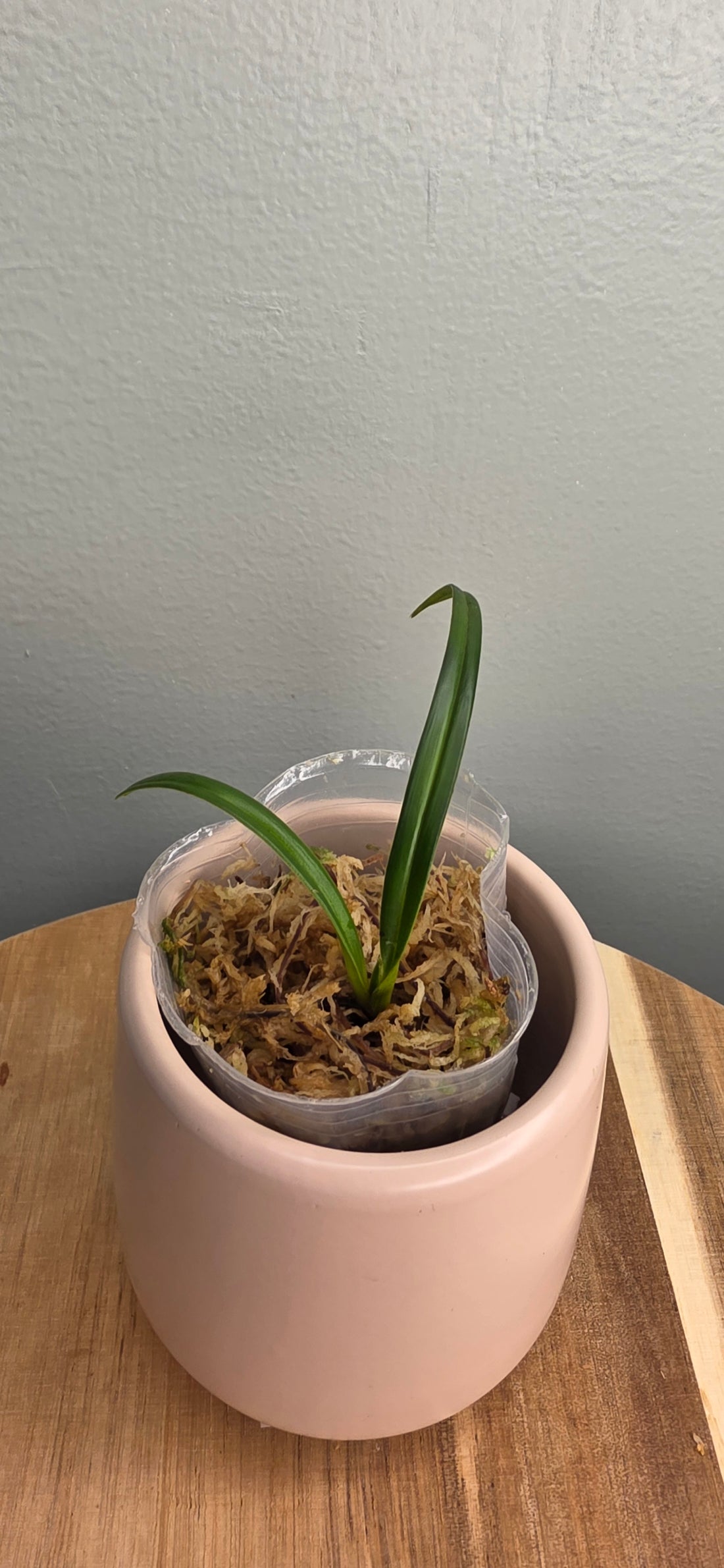 Phragmipedium pearcei