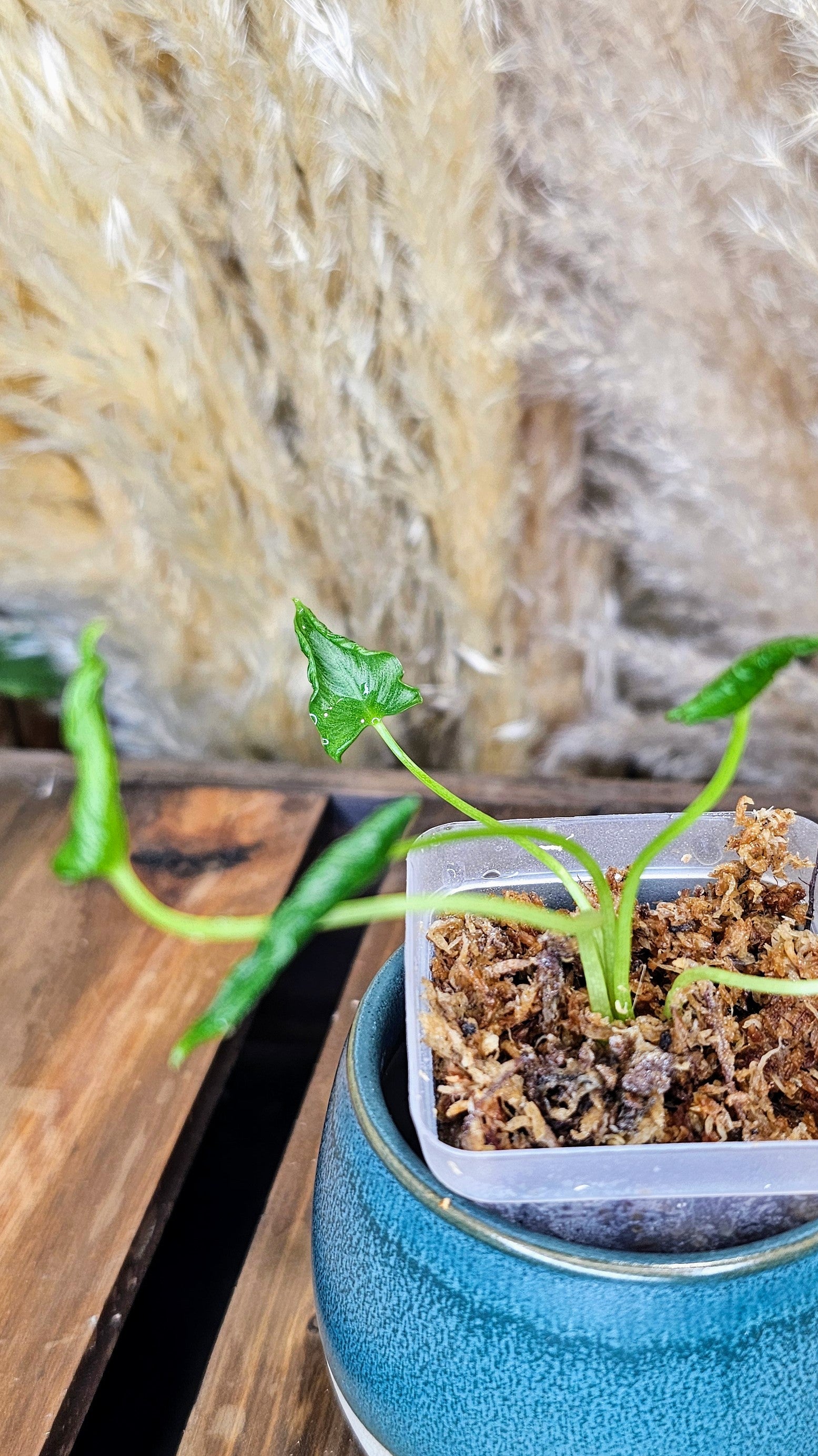 Alocasia triangularis