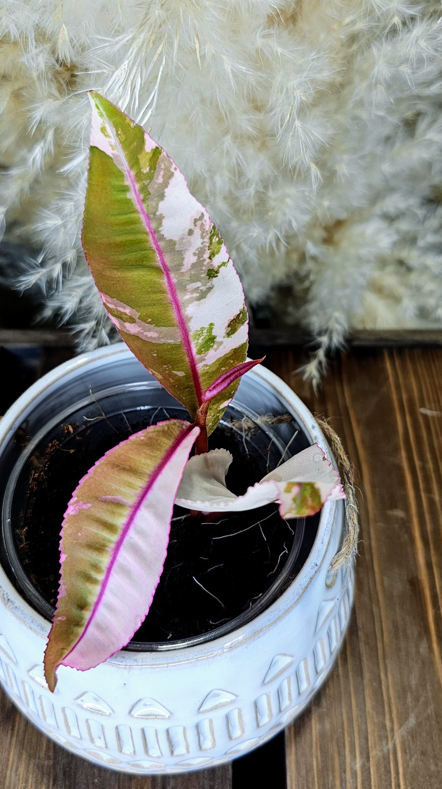Labisia sp. Pink Variegated