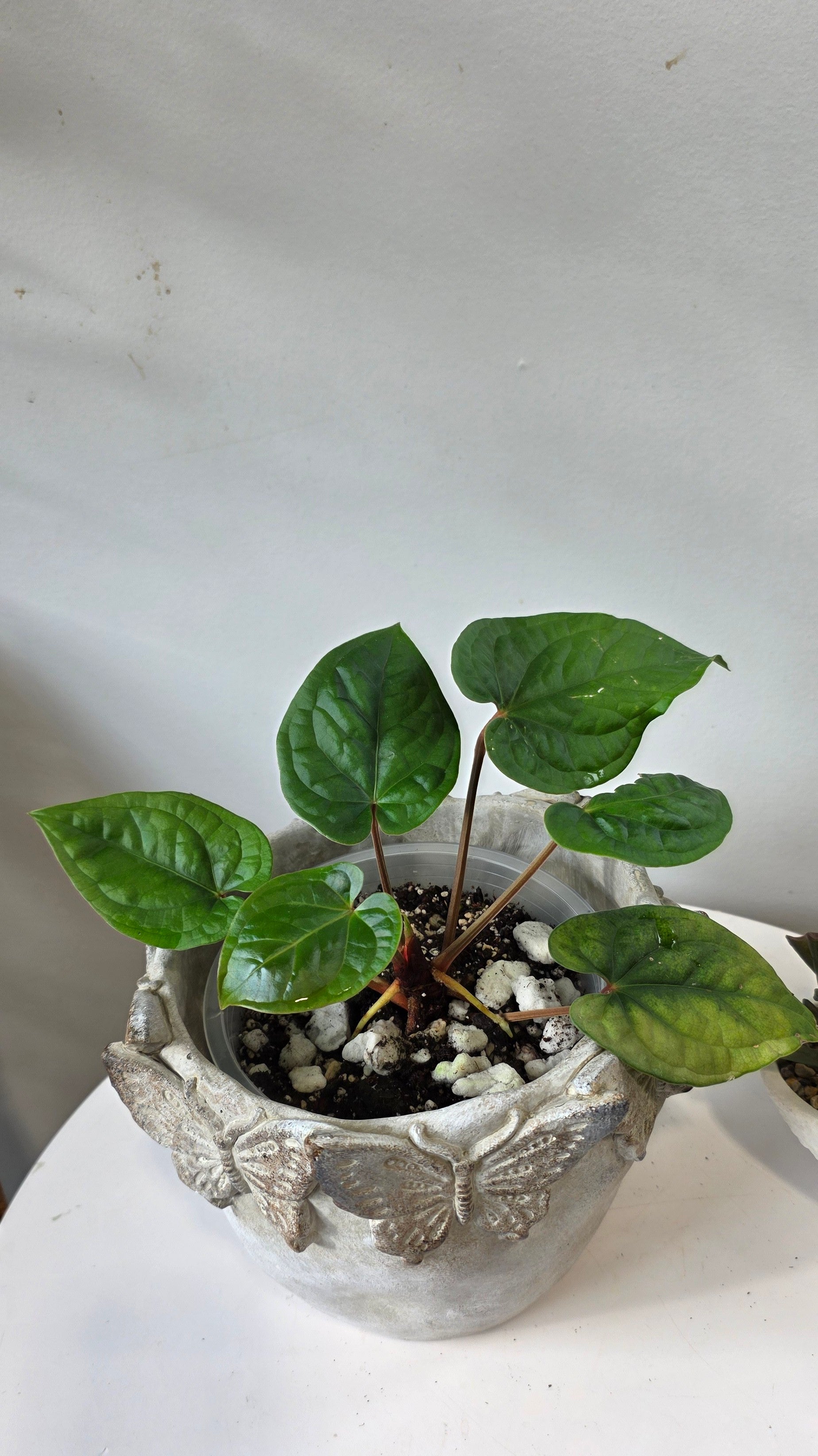 Anthurium Amazon Diamond Inverse Crossing "a"