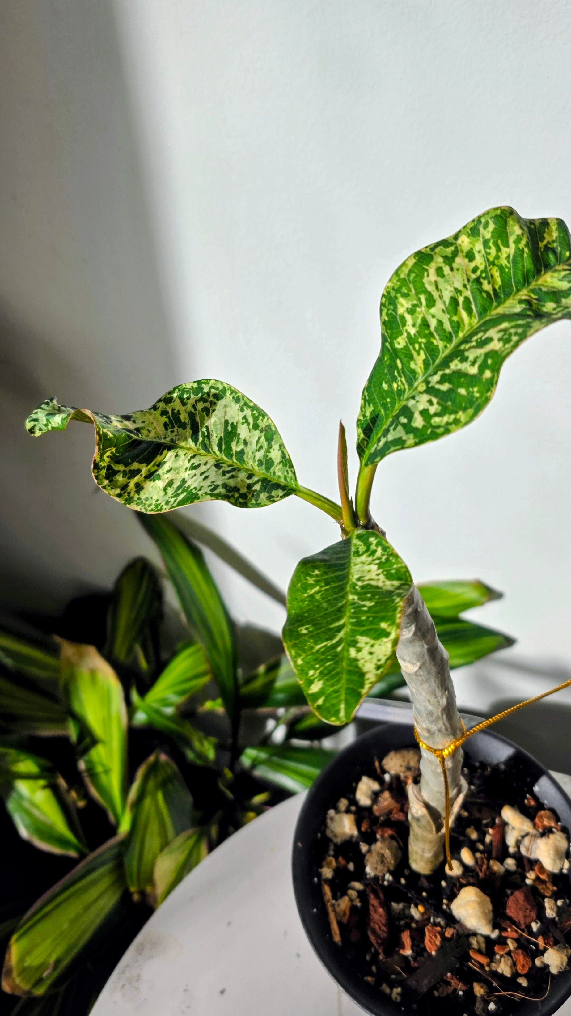 Plumeria Variegated B