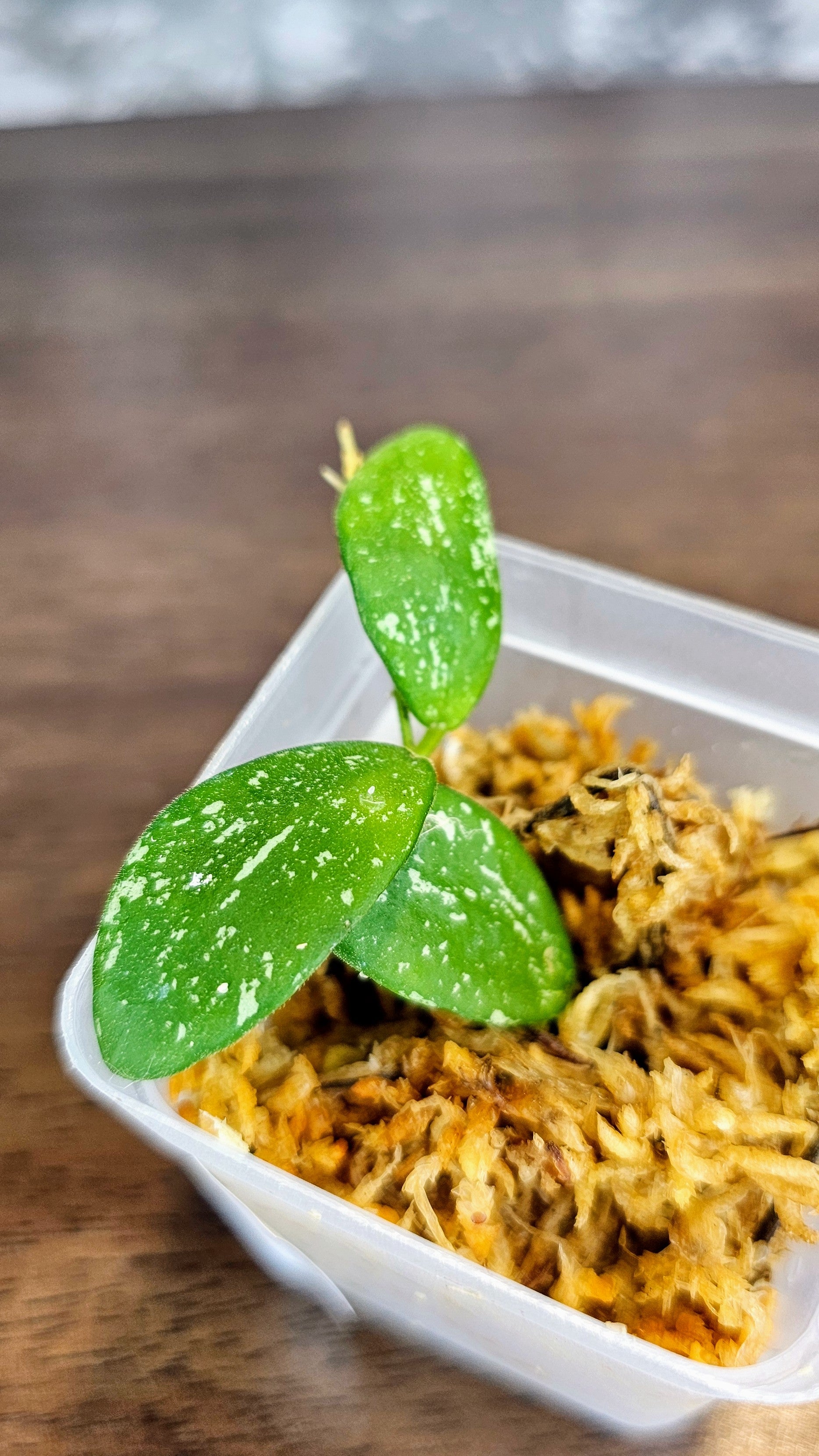 Hoya sp. VL9 (WH 15)