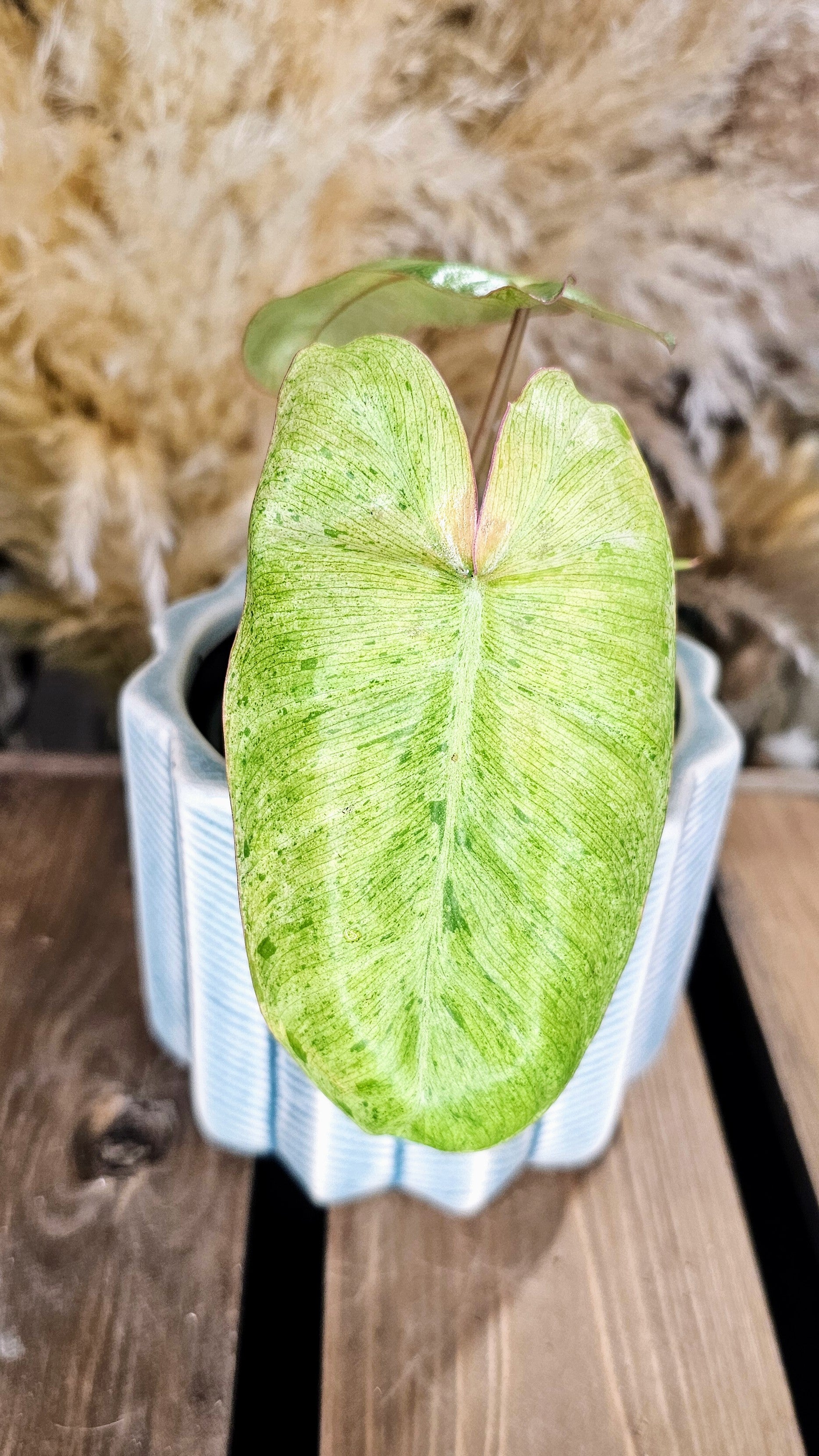 Philodendron Pariso Verde (WOP04)