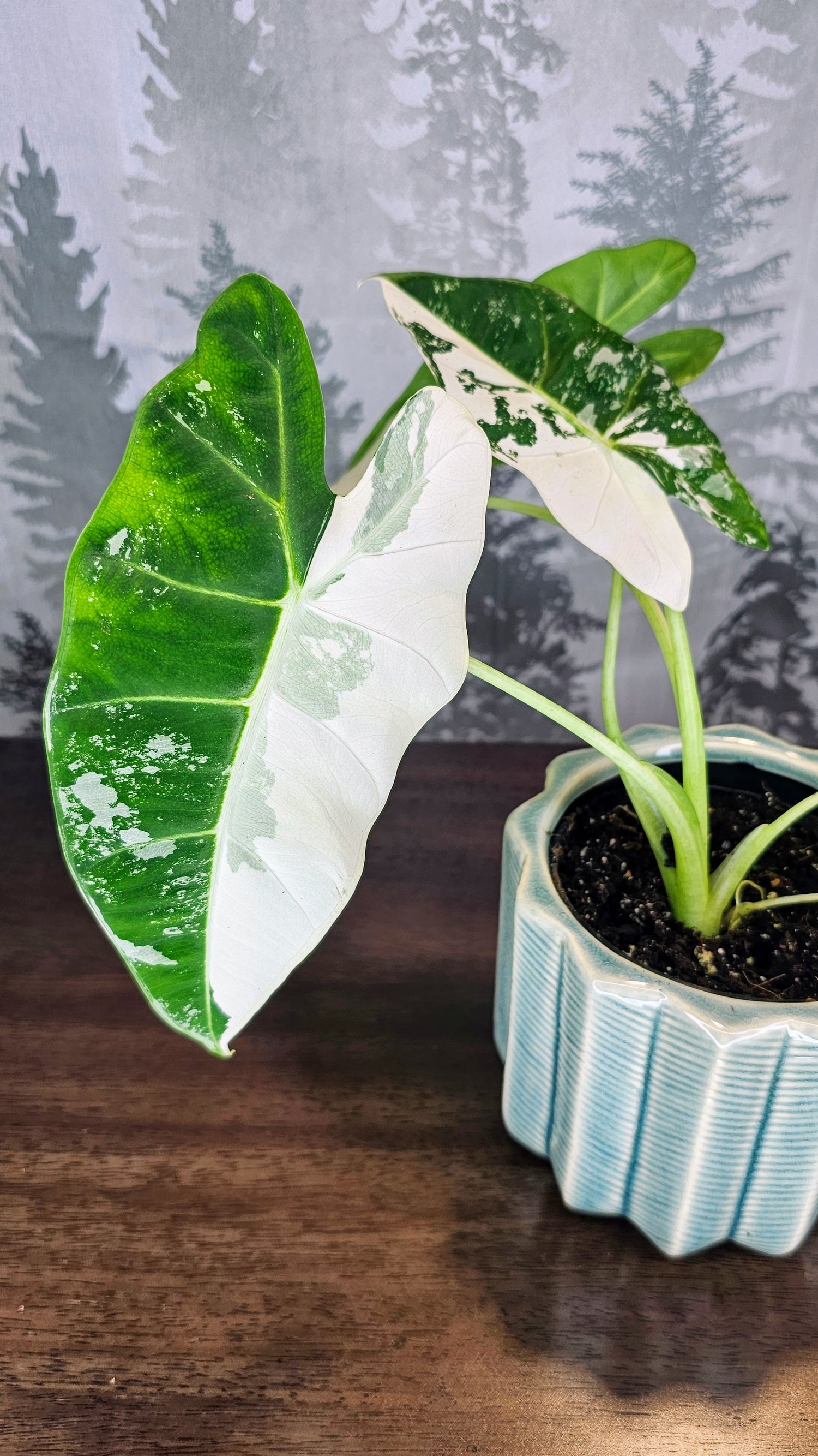 Alocasia Frydek Variegated (Weekly Special)