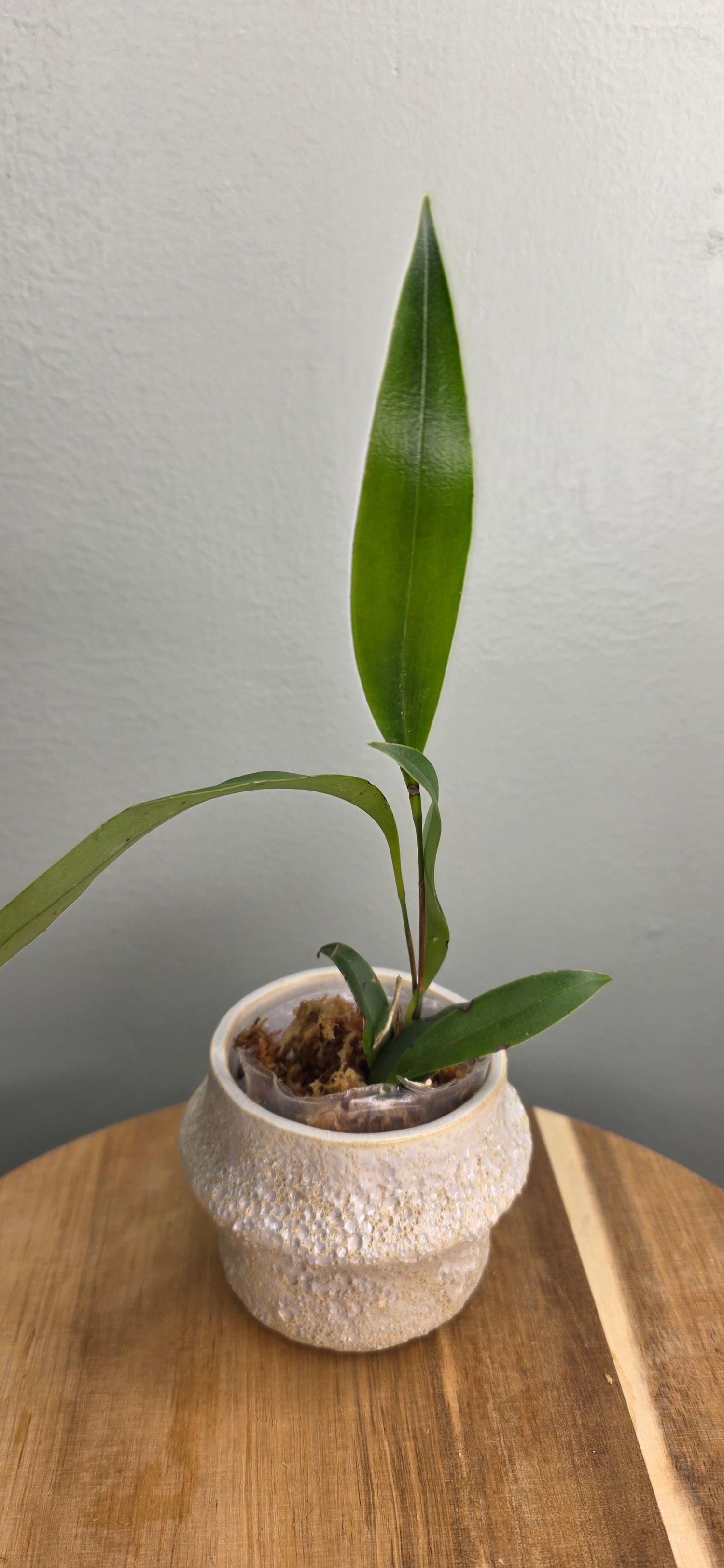 Pleurothallis aporosis