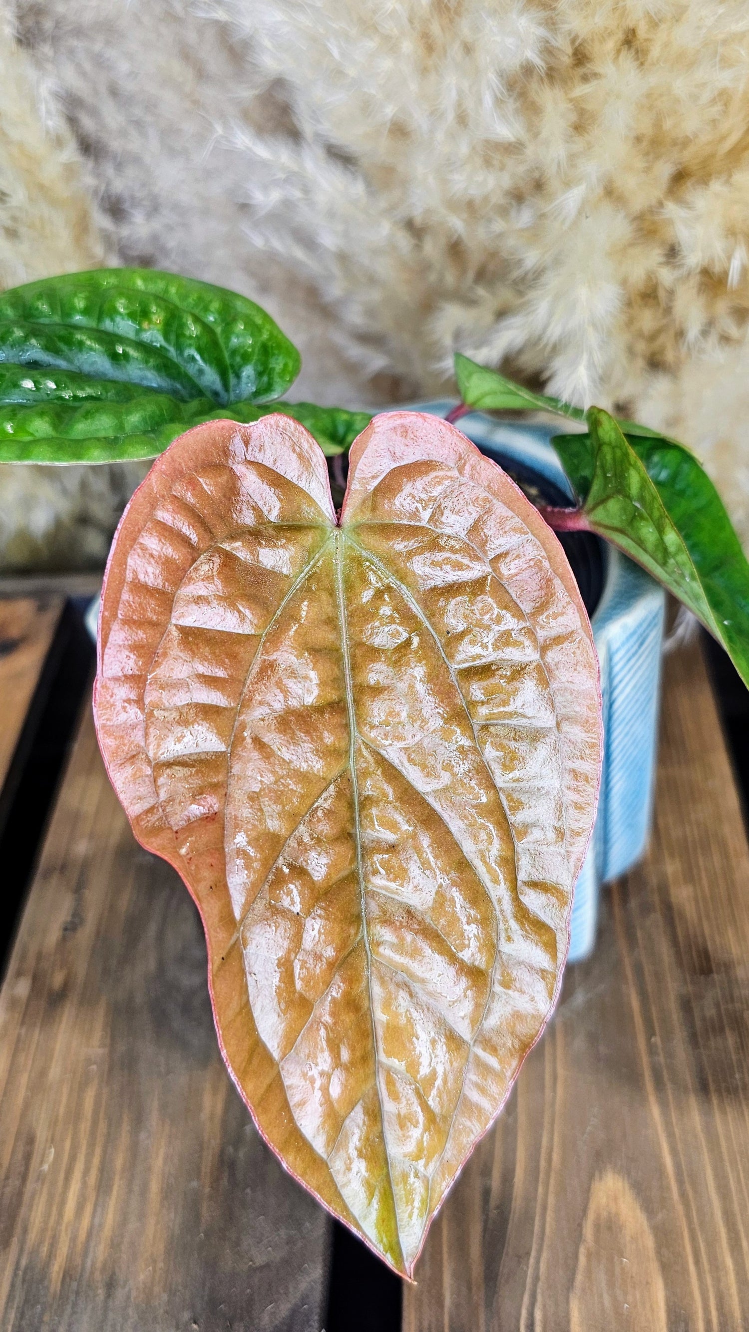 Anthurium Radicans x Luxurians