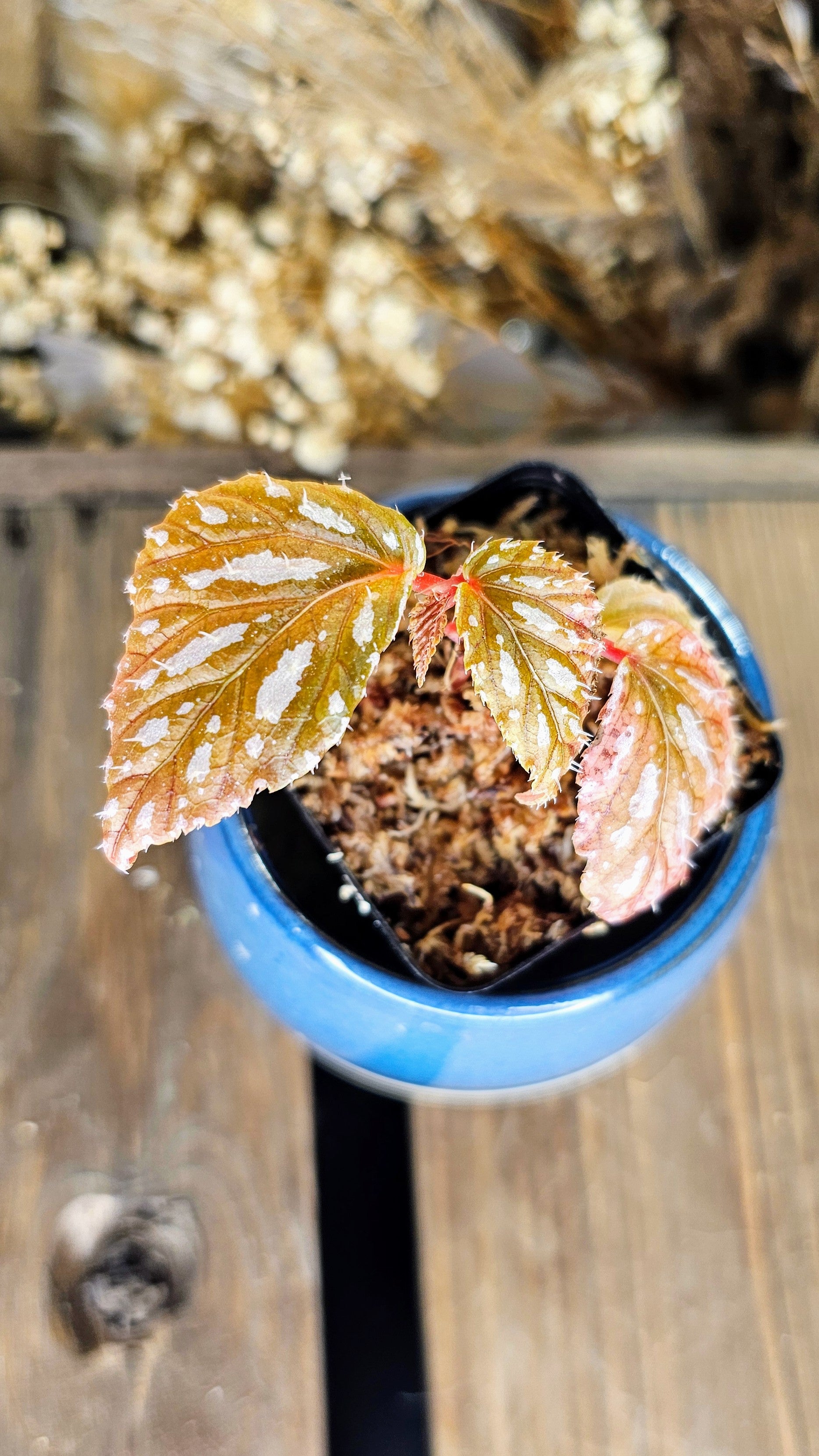 Begonia Mayensis