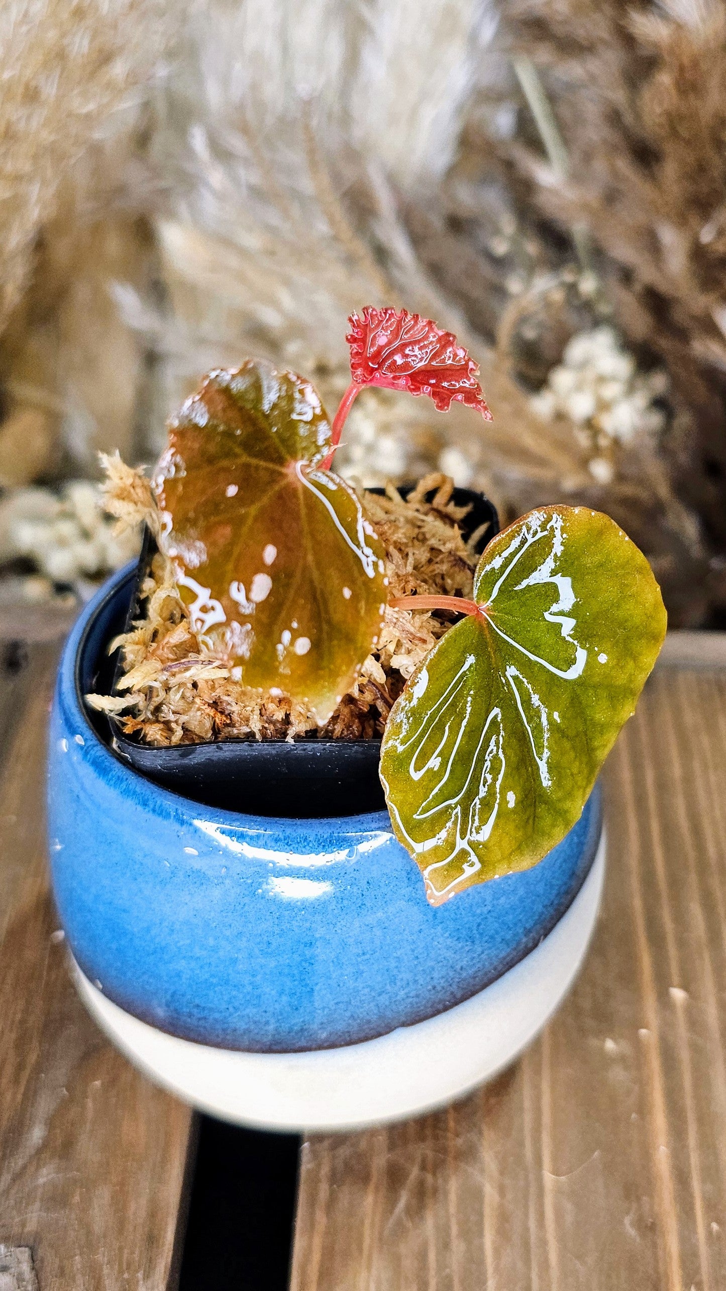 Begonia sp sarwaku