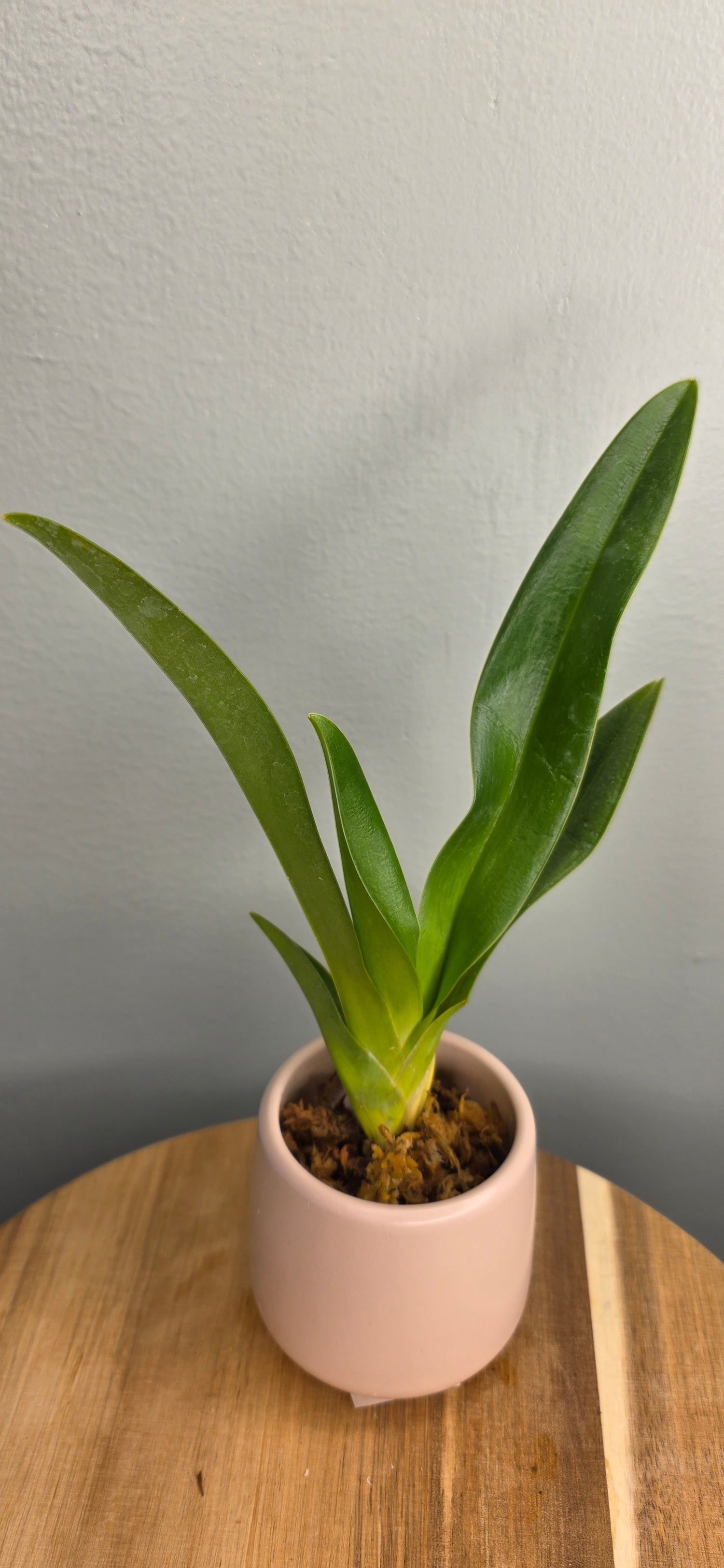 Phragmipedium humboldtii &