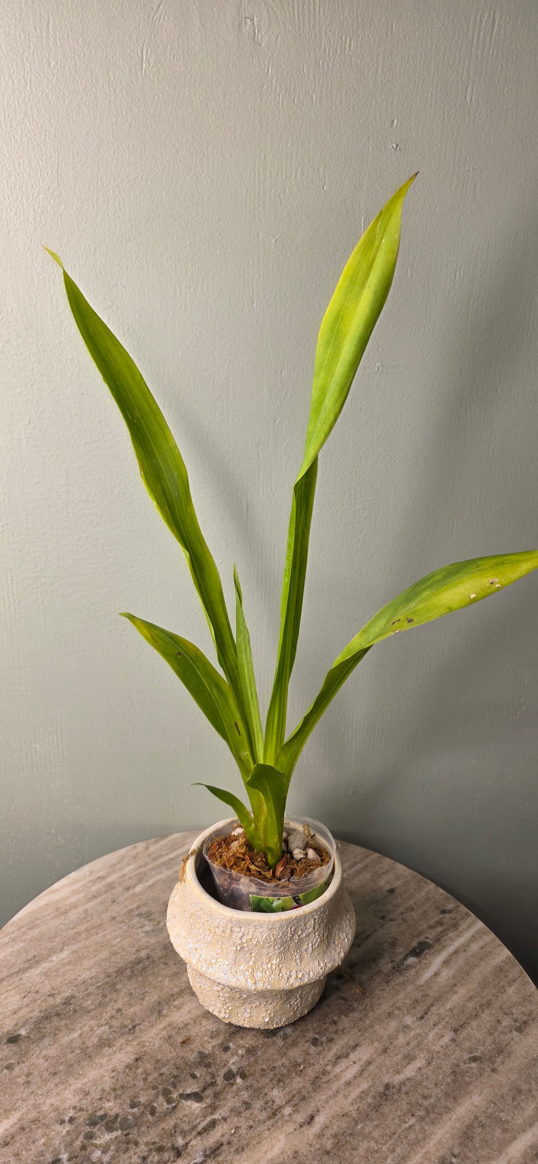 Pescatoria ecudorana