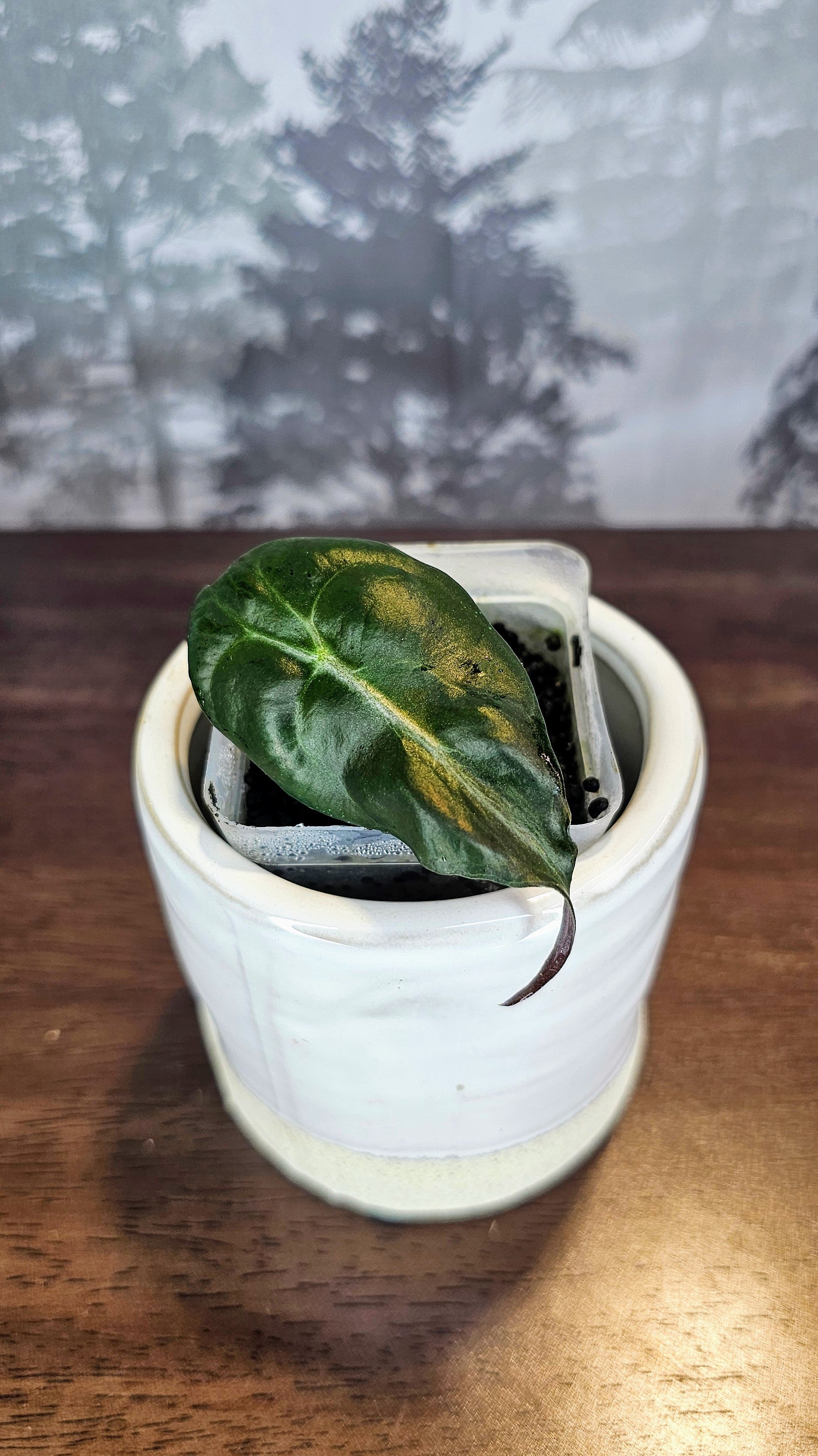 アロカシア ヴェノム Alocasia 'Venom' 管理番号3 アロカシア ヴェノム Alocasia 'Venom' 管理番号3 - メルカリ