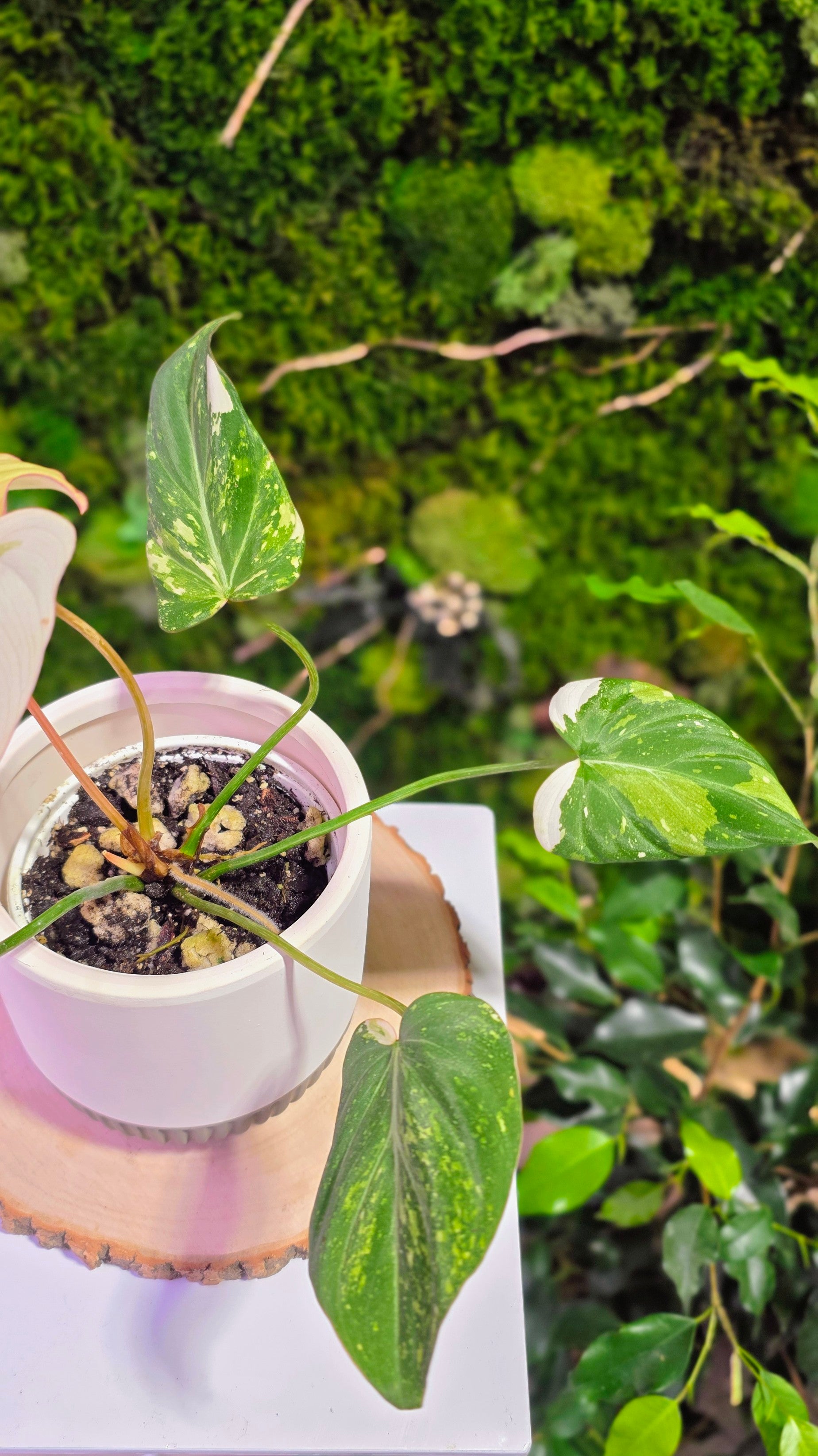 Philodendron Gloriosum Tricolor A