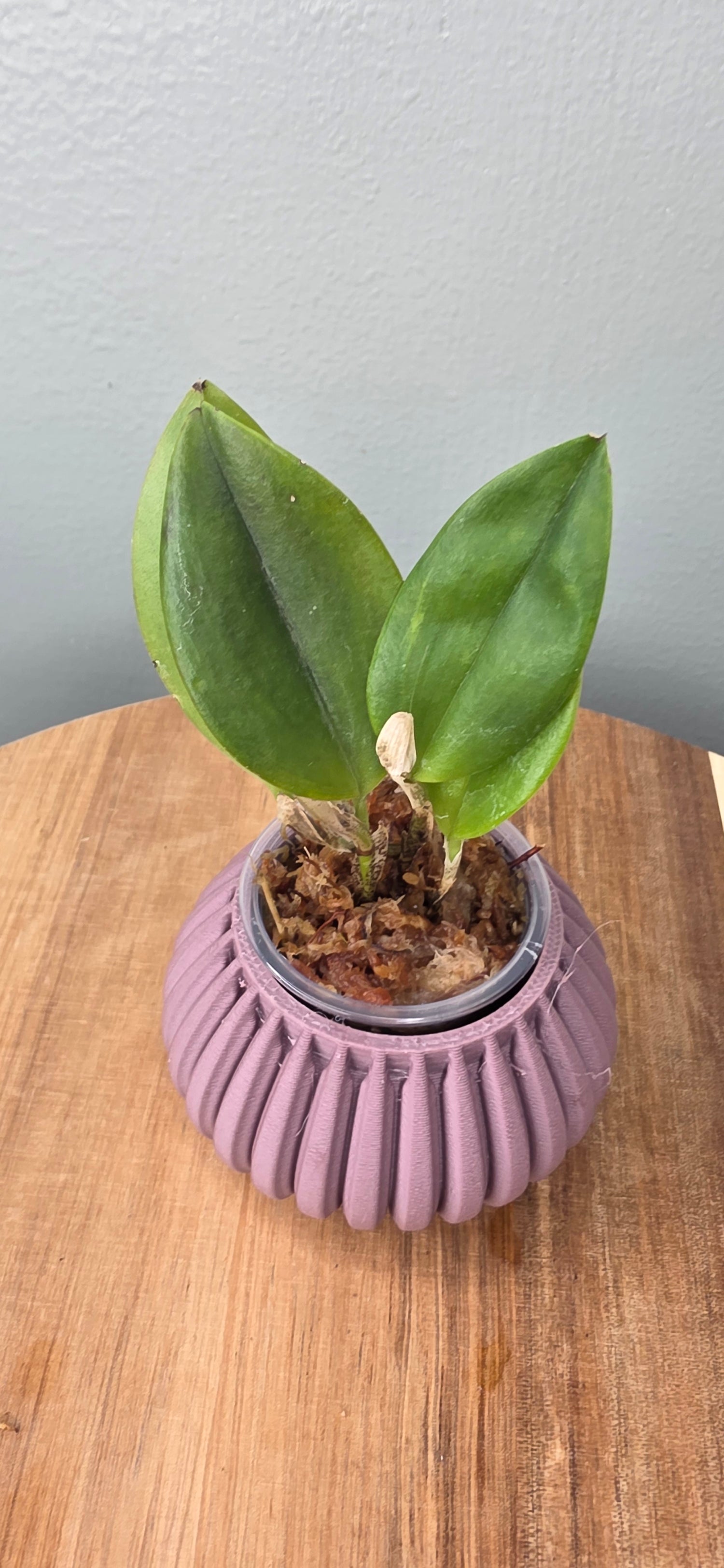 Restrepia brachypus big