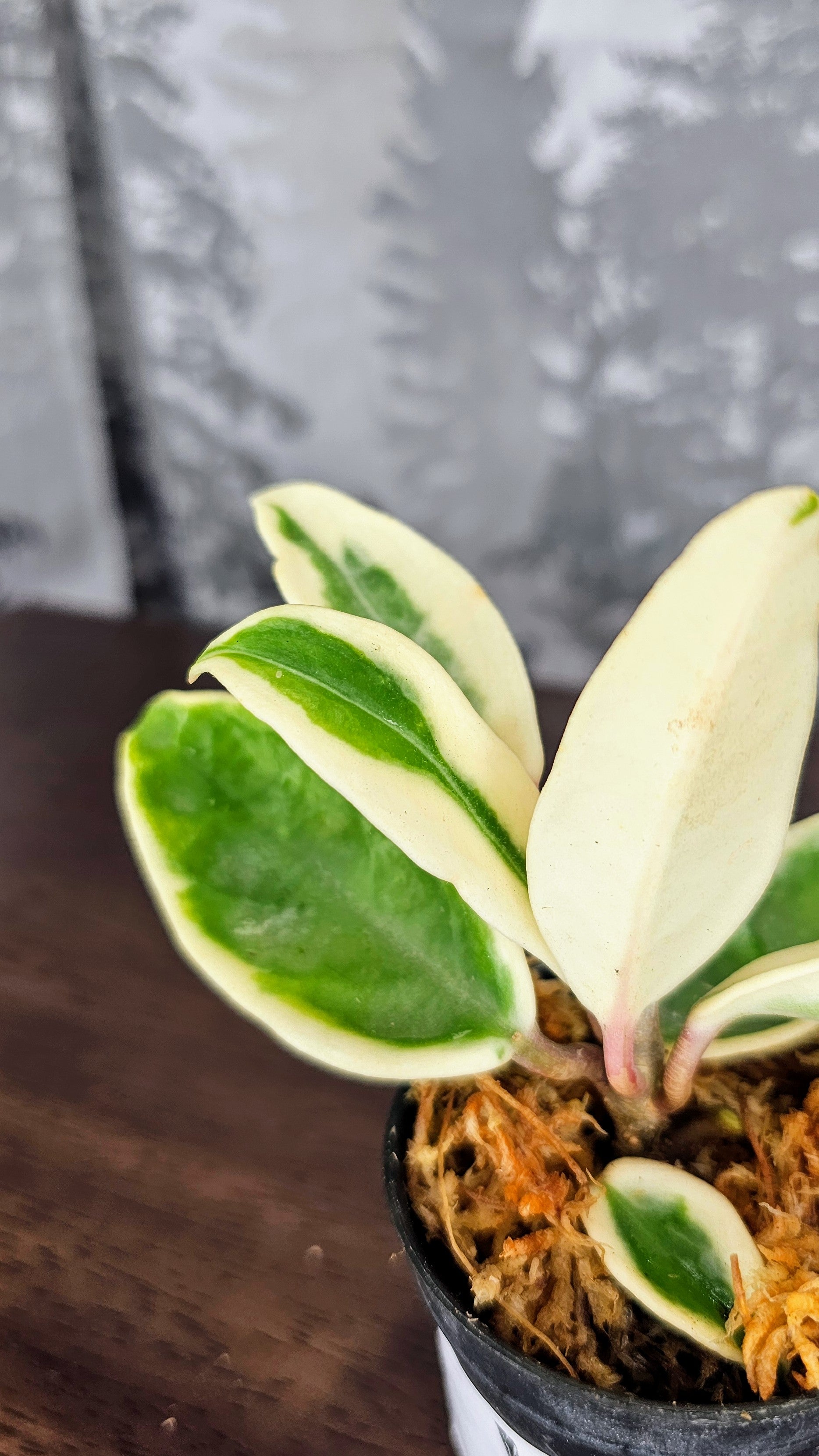 Hoya Suzie Q
