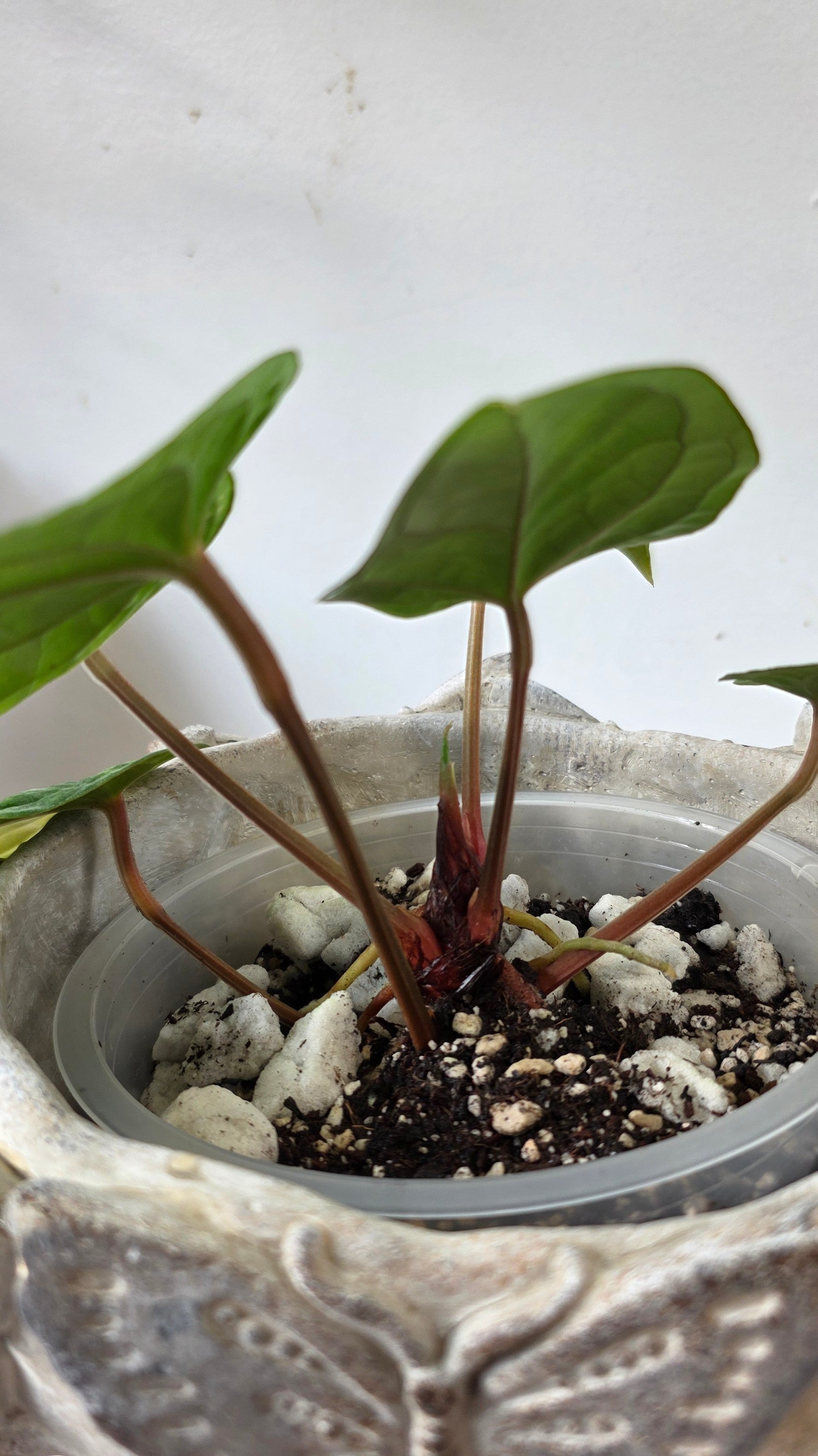 Anthurium Amazon Diamond Inverse Crossing "a"