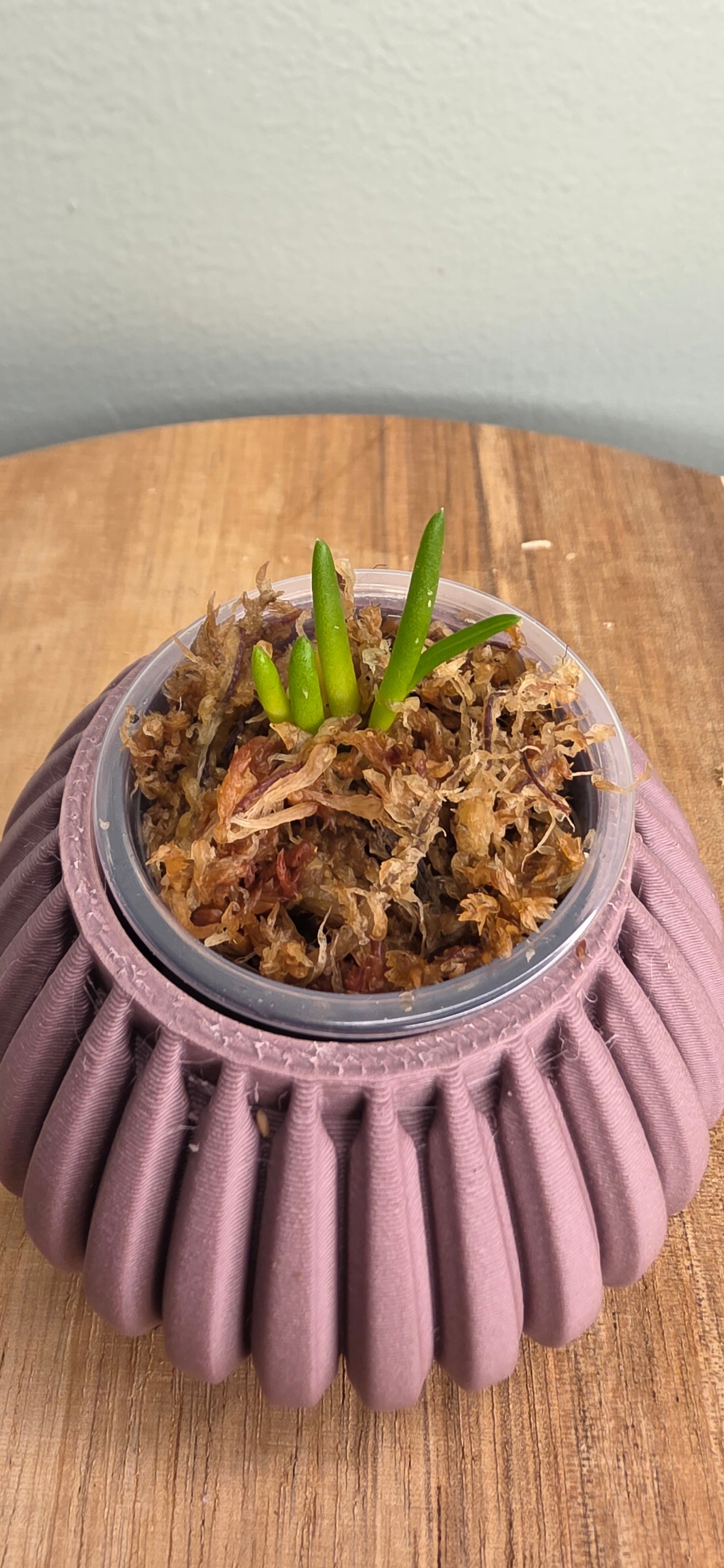 Barbosella cucullata xanthina