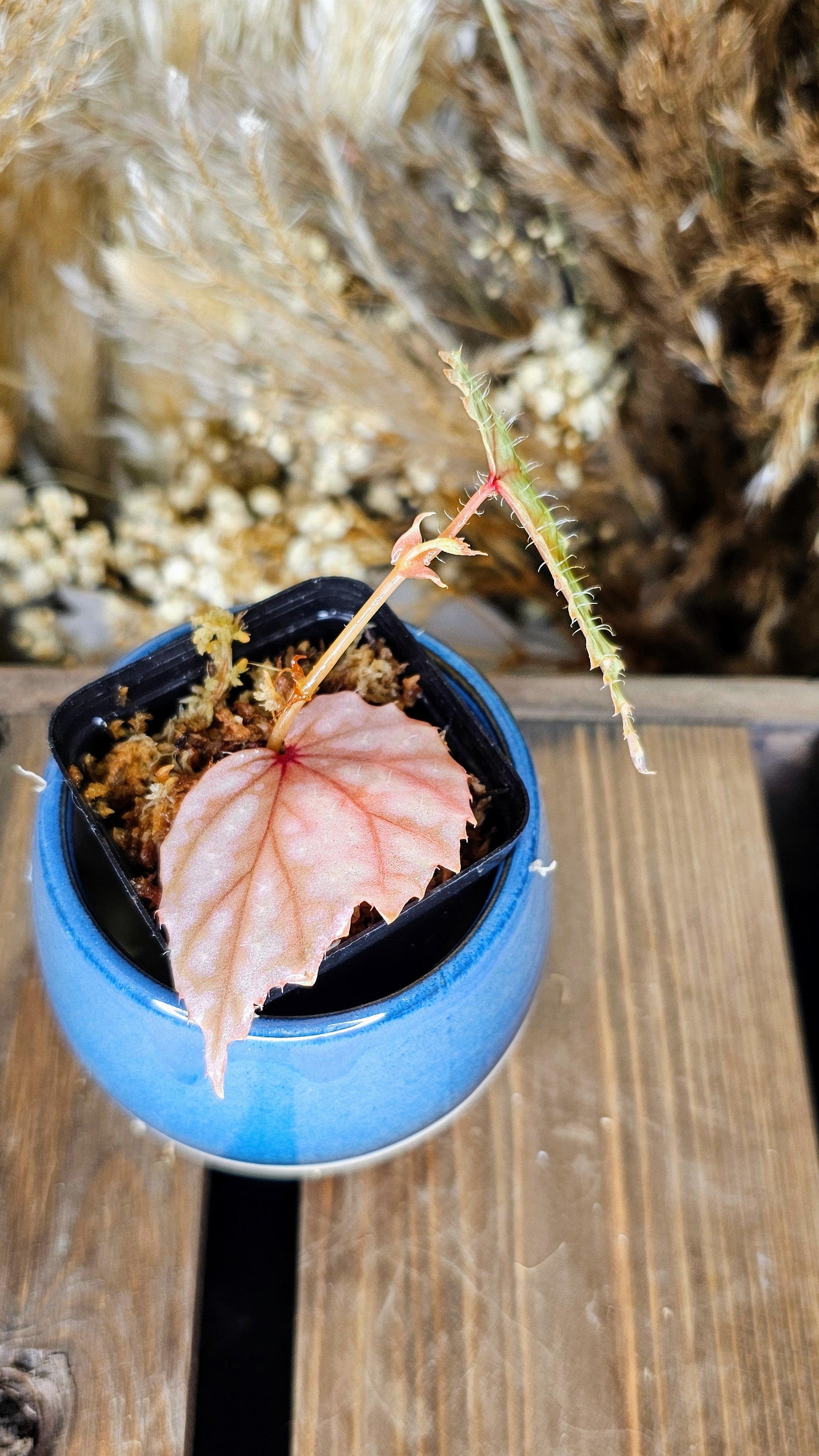 Begonia Sp. Sumatra