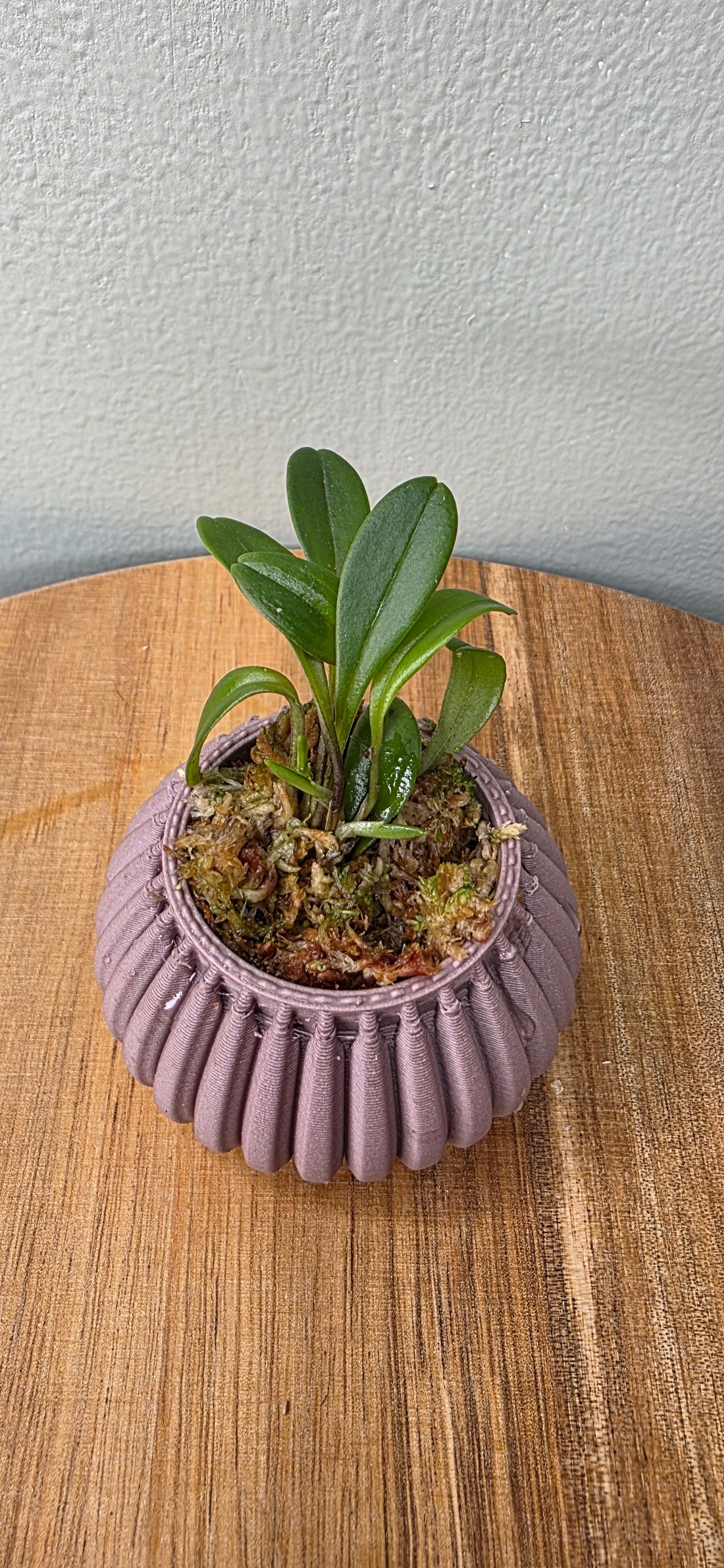 Masdevallia nidifica