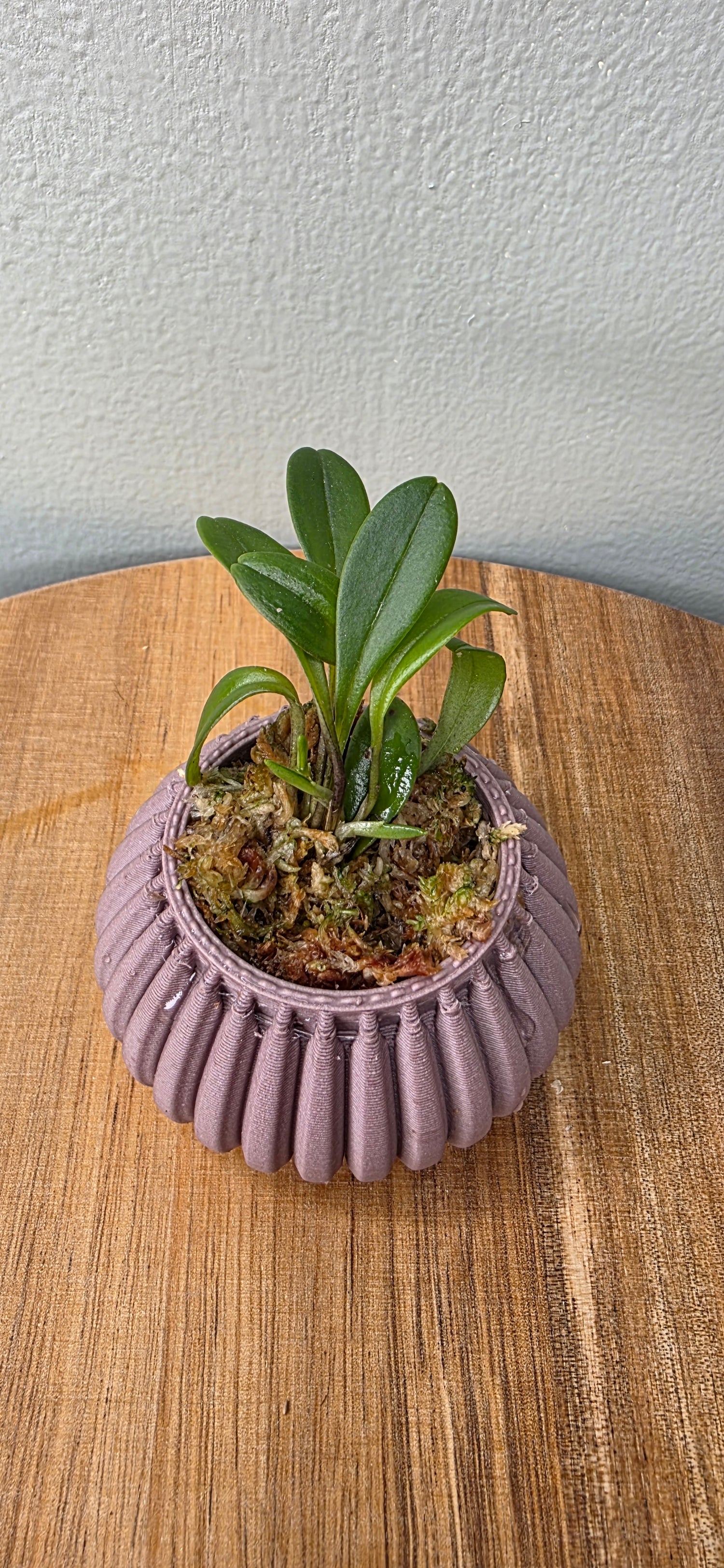 Masdevallia nidifica