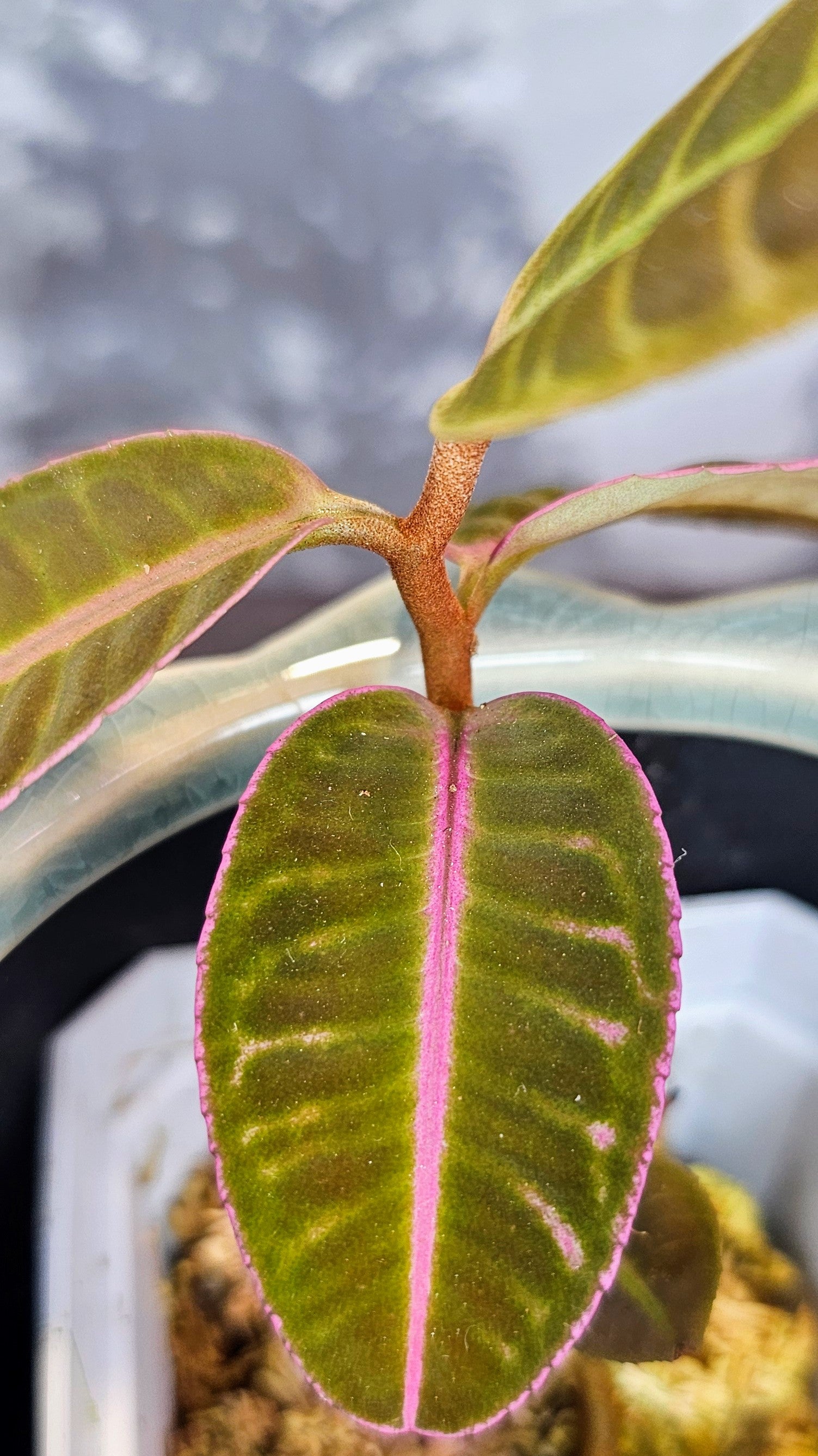 Labisia Sp. Flamingo