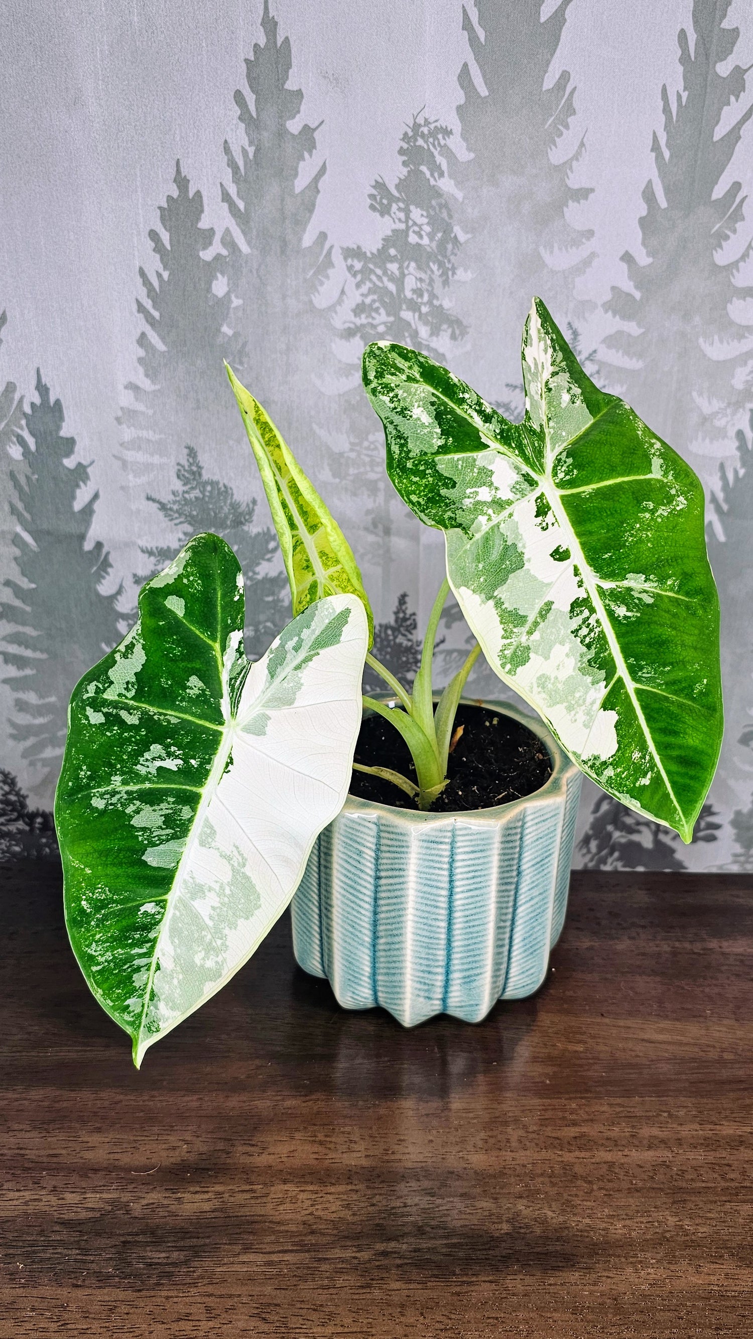 Alocasia Frydek Variegated (Weekly Special)