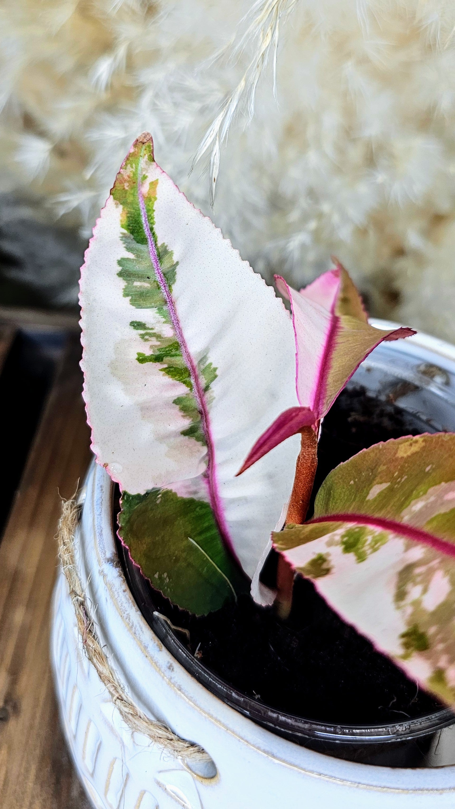 Labisia sp. Pink Variegated
