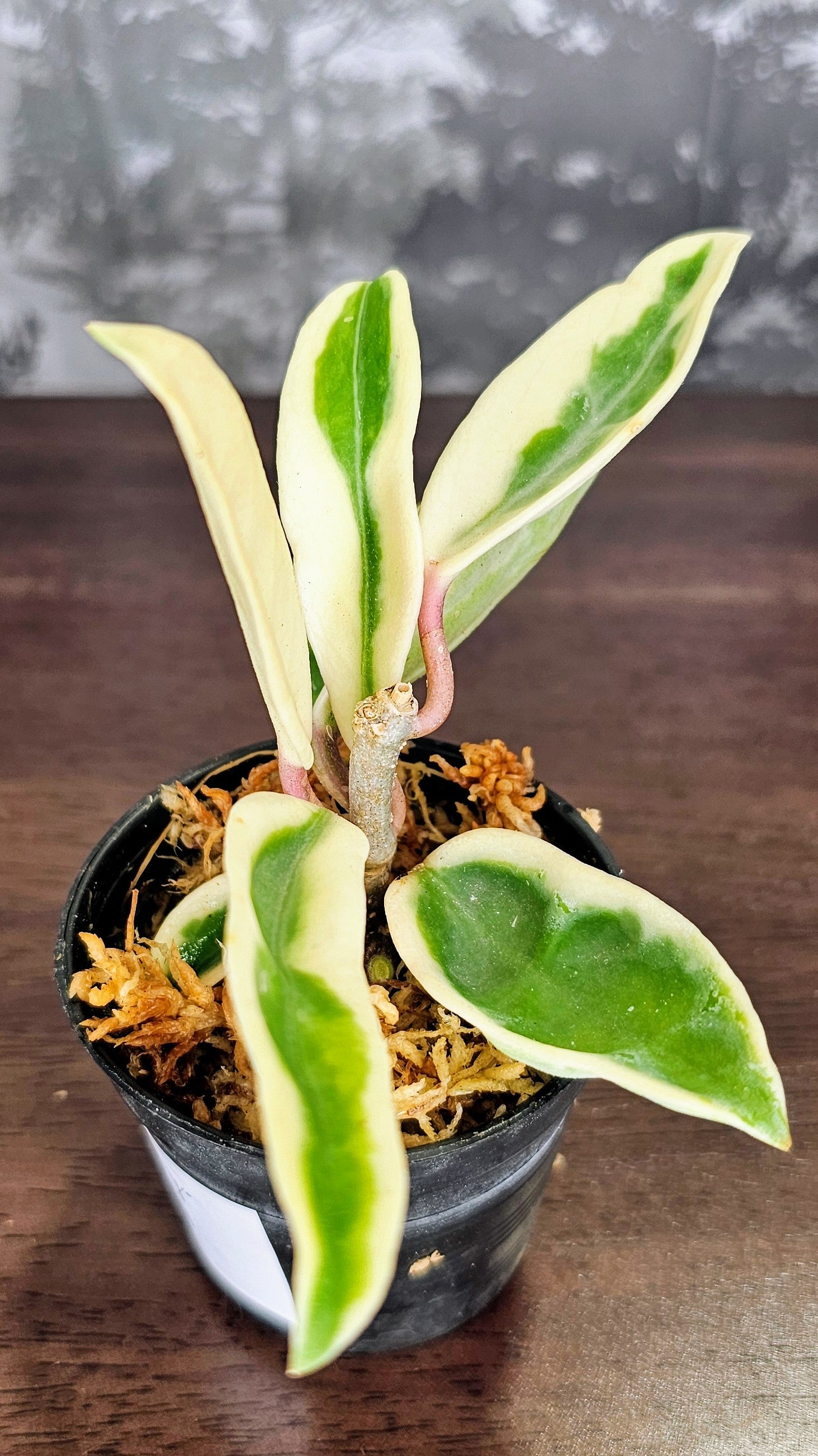 Hoya Suzie Q