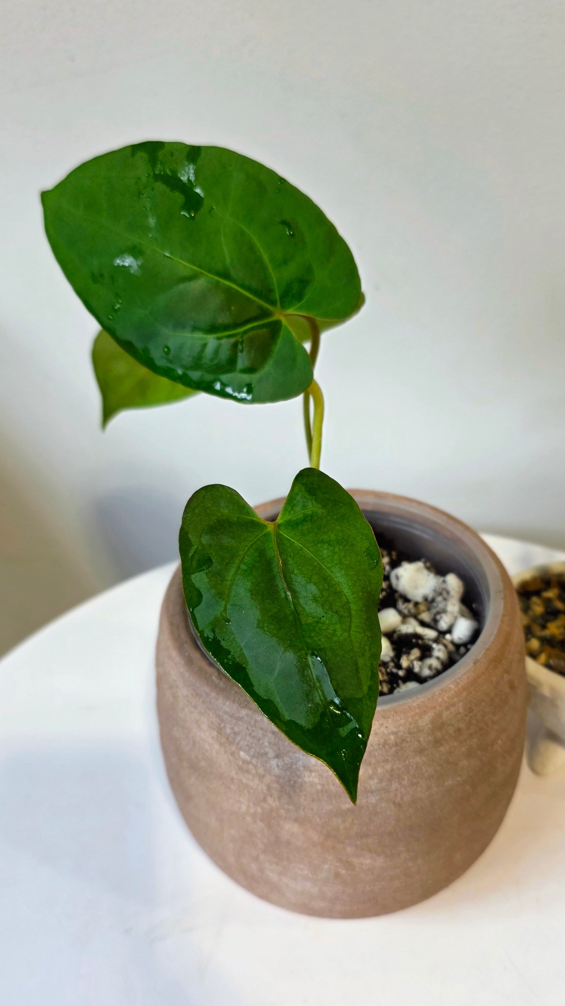 Anthurium Dark Phoenix x Xone "c"