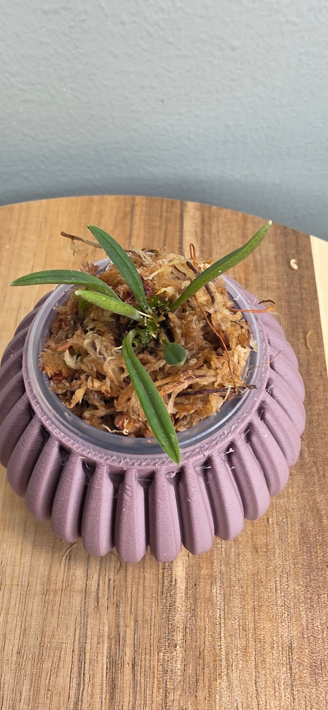 Trisetella fissidens