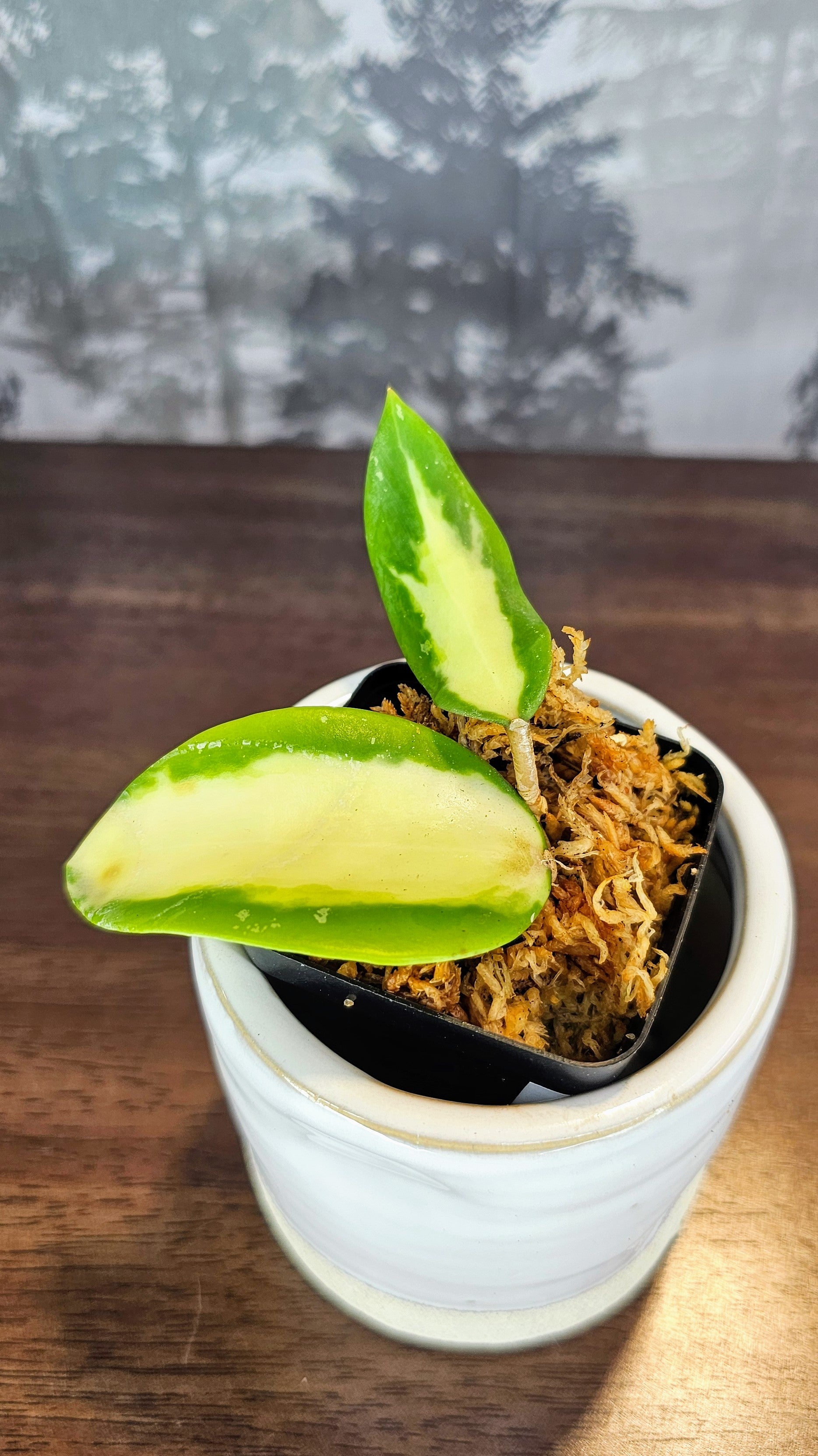 Hoya acuta inner variegated (WH 57)